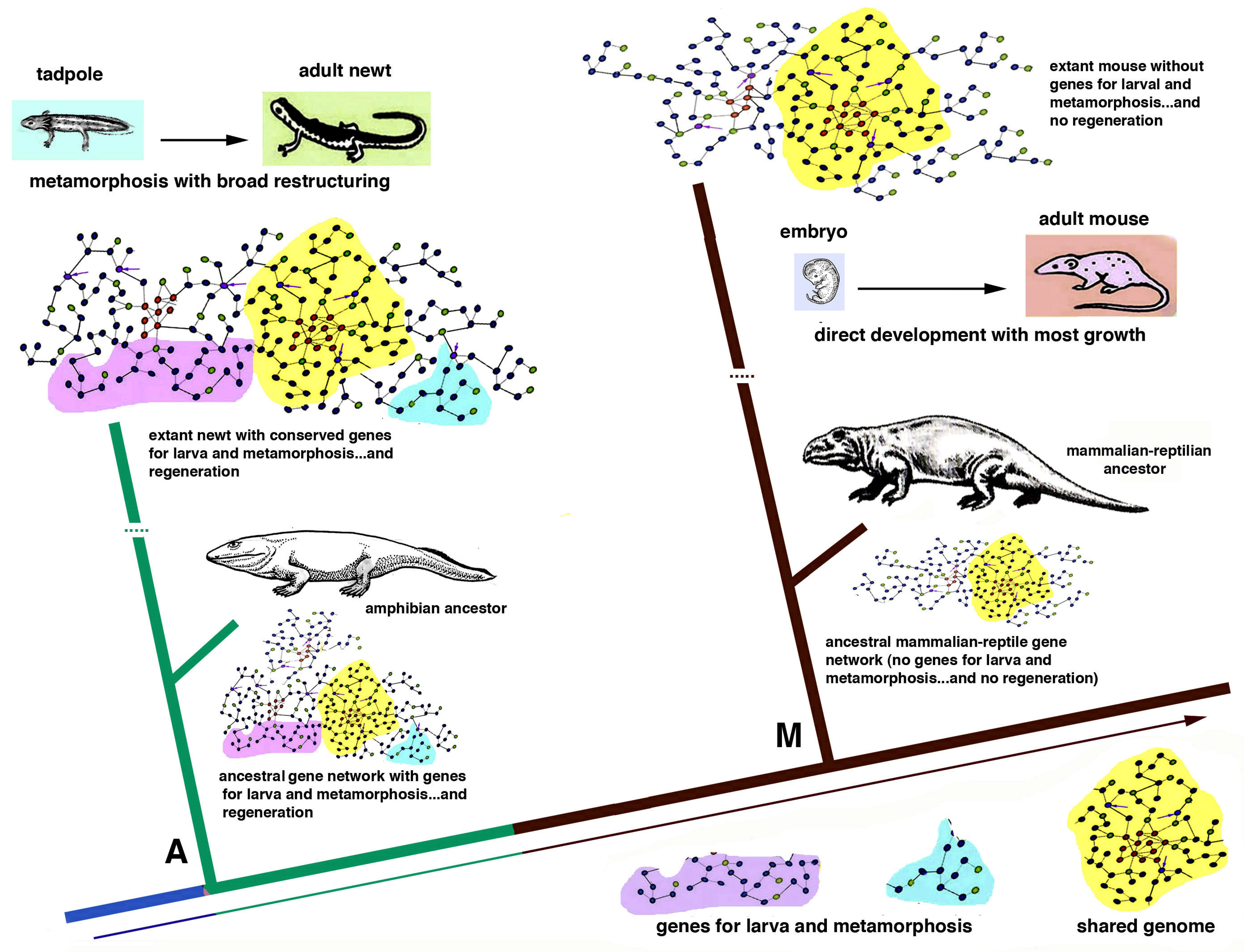 Science Education: Why do some organisms regenerate, while others