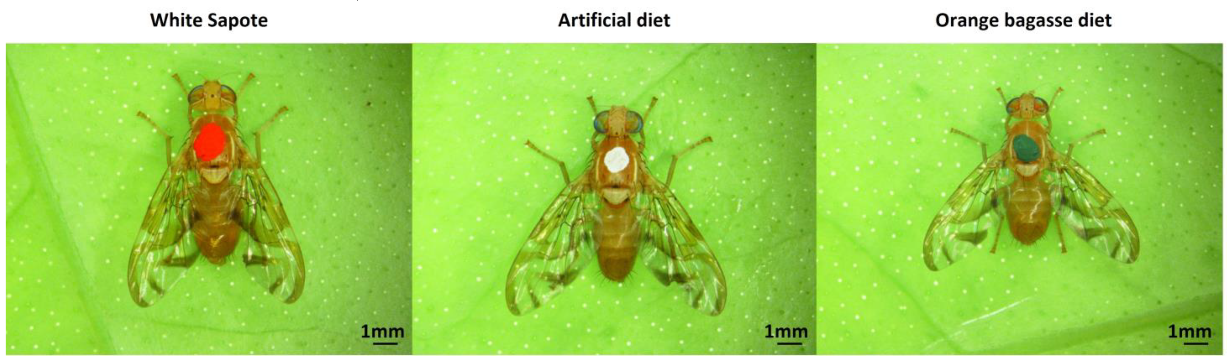 Millions of sterile fruit flies are being dropped on LA to fight