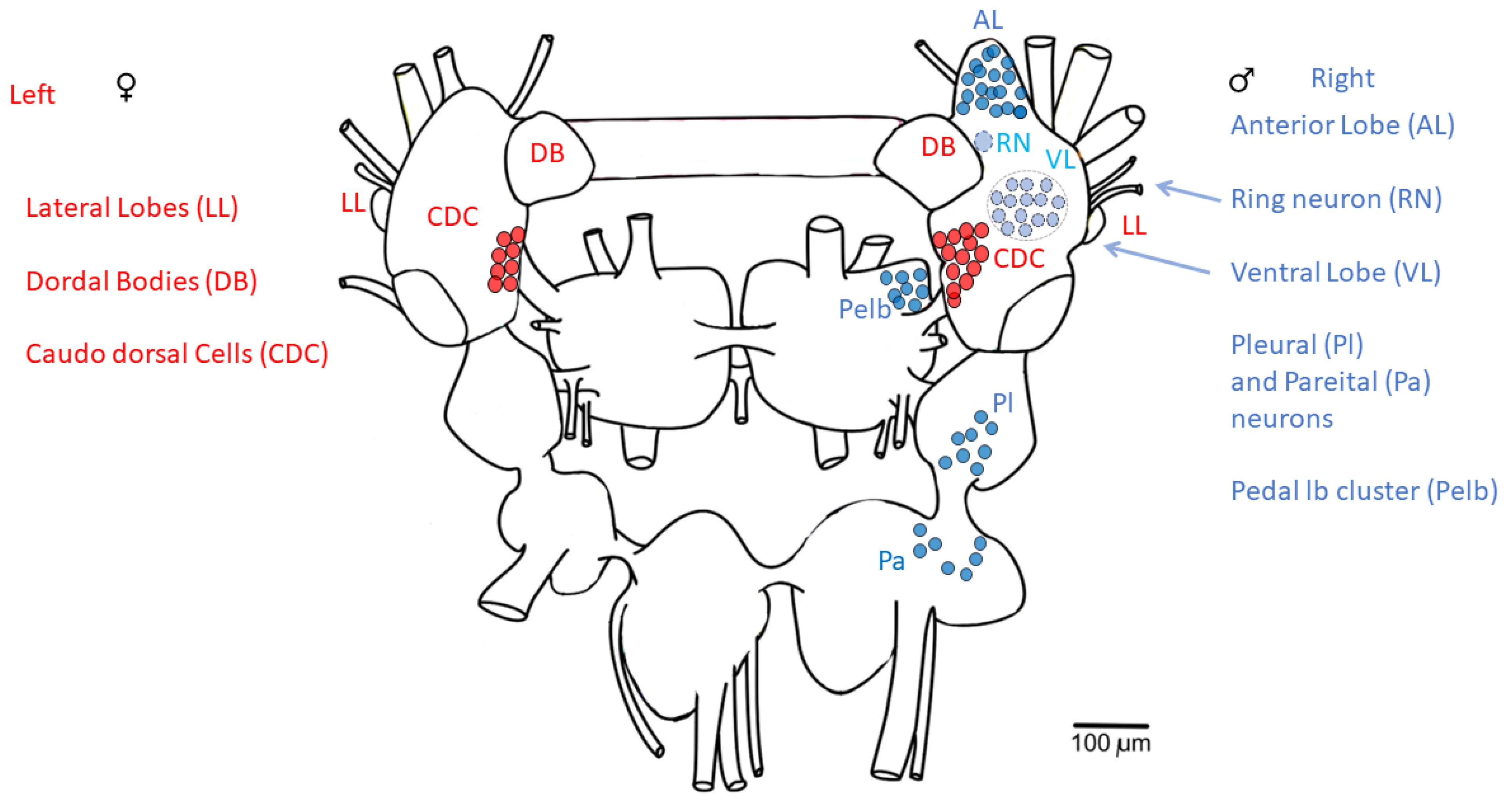 Biology 12 00764 g005