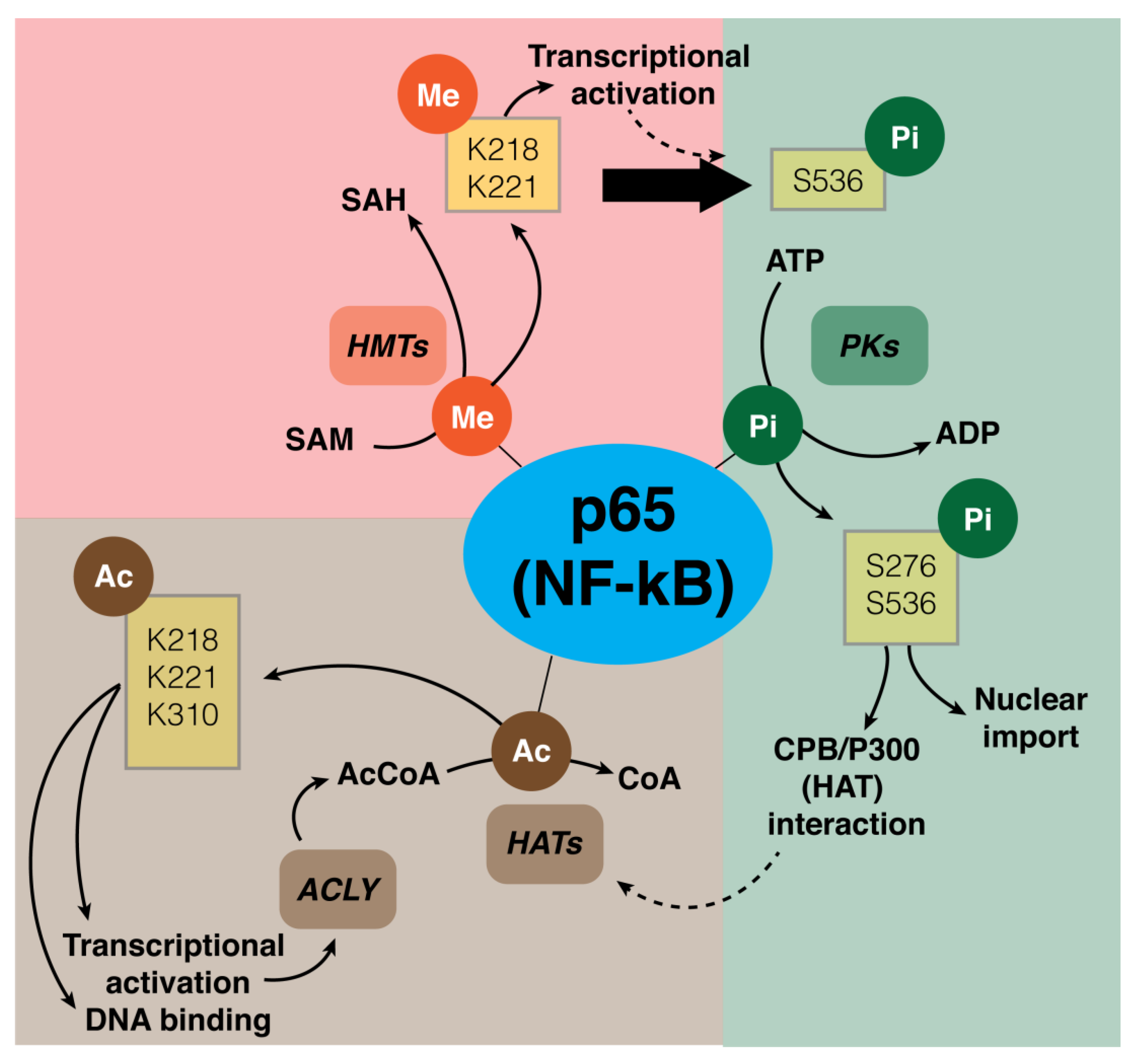 Biology | Free Full-Text | New Insights Into NF-κB Signaling In Innate ...