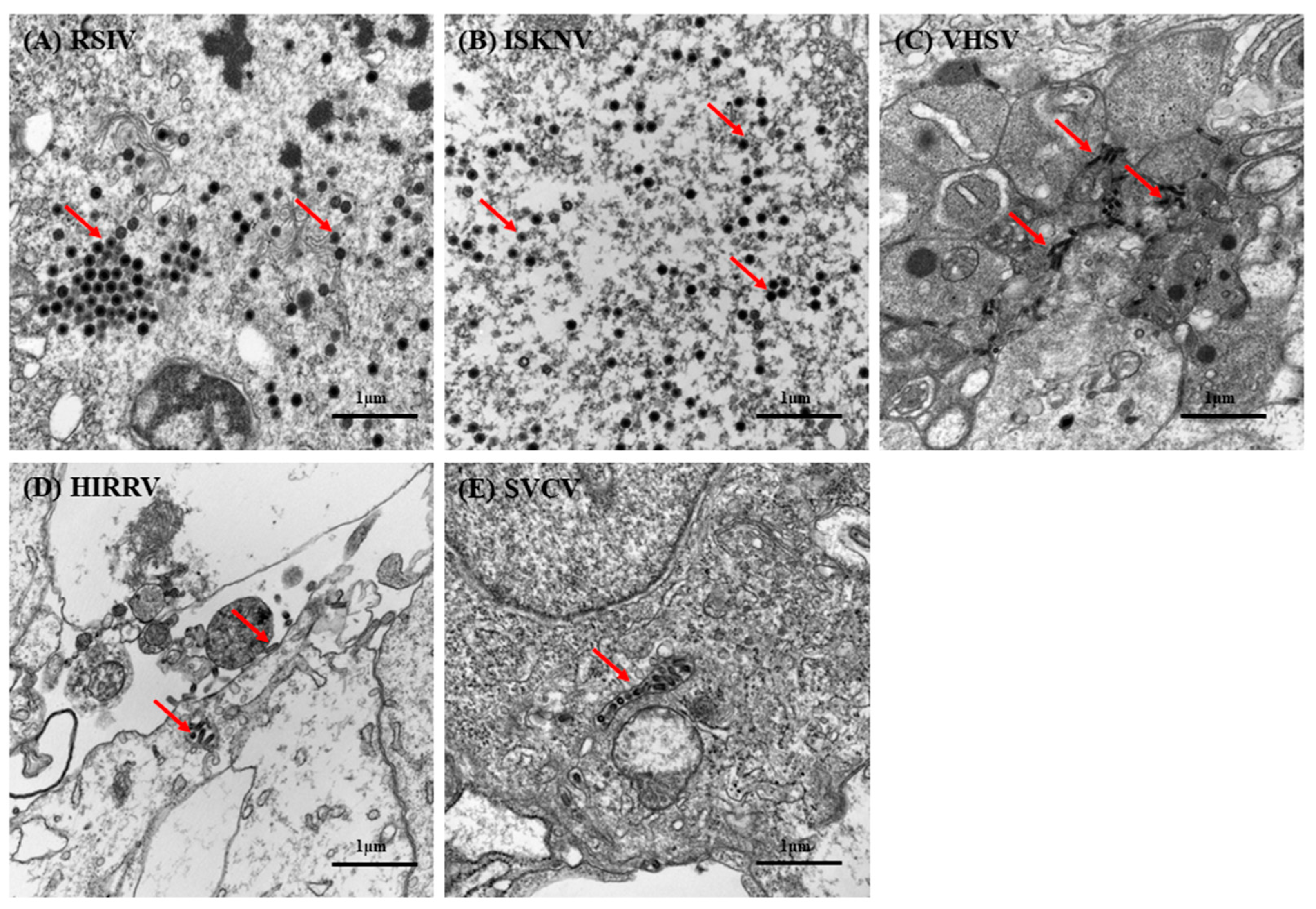Biology 12 00829 g007