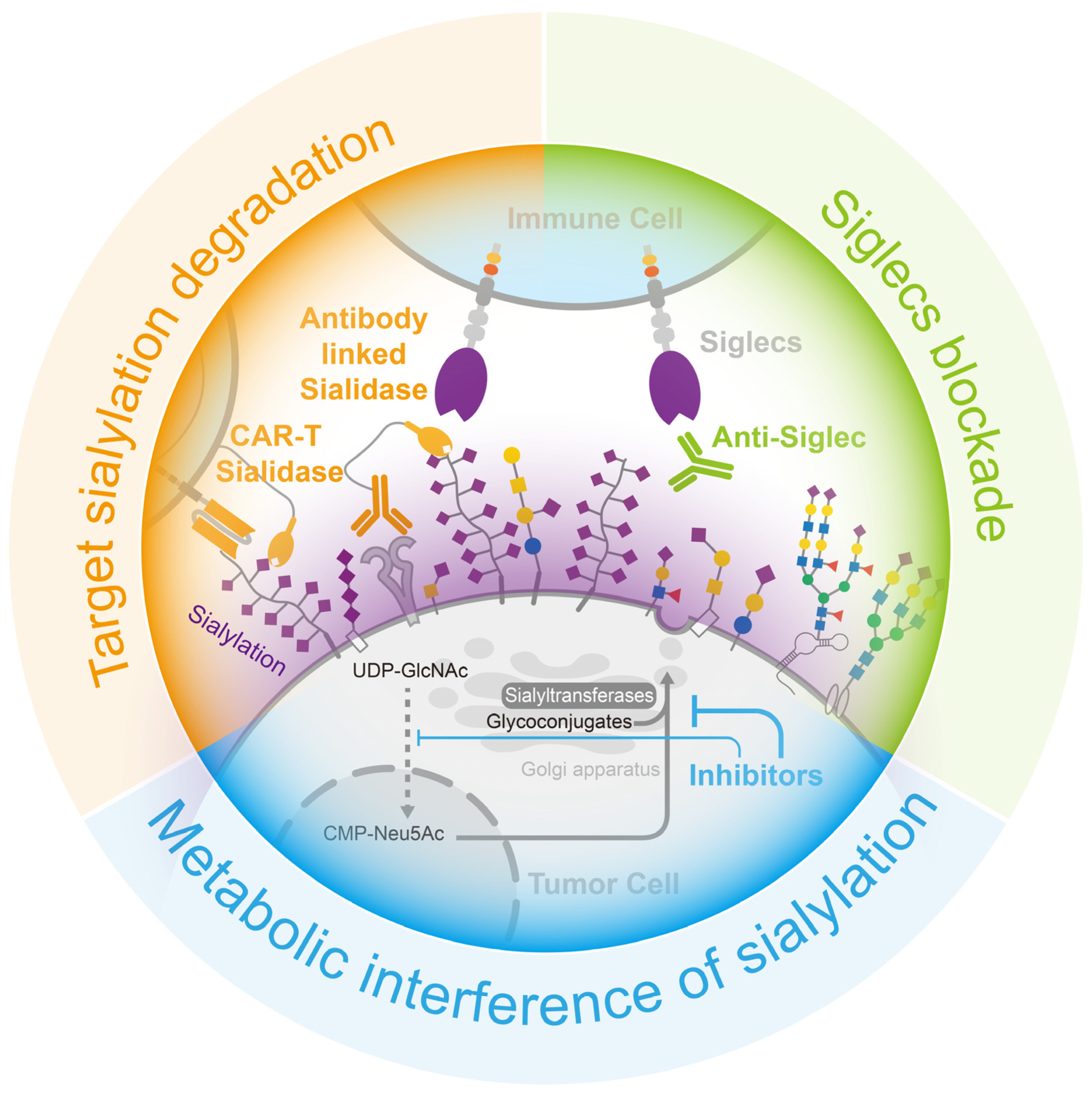 Biology 12 00832 g005 Biology 12 00832 g005