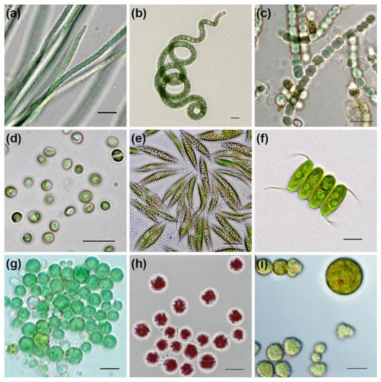 Species delimitation polyphasic approach reveals Meyerella similis sp.  nov.: a new species of “small green balls” within the Chlorella-clade  (Trebouxiophyceae, Chlorophyta)