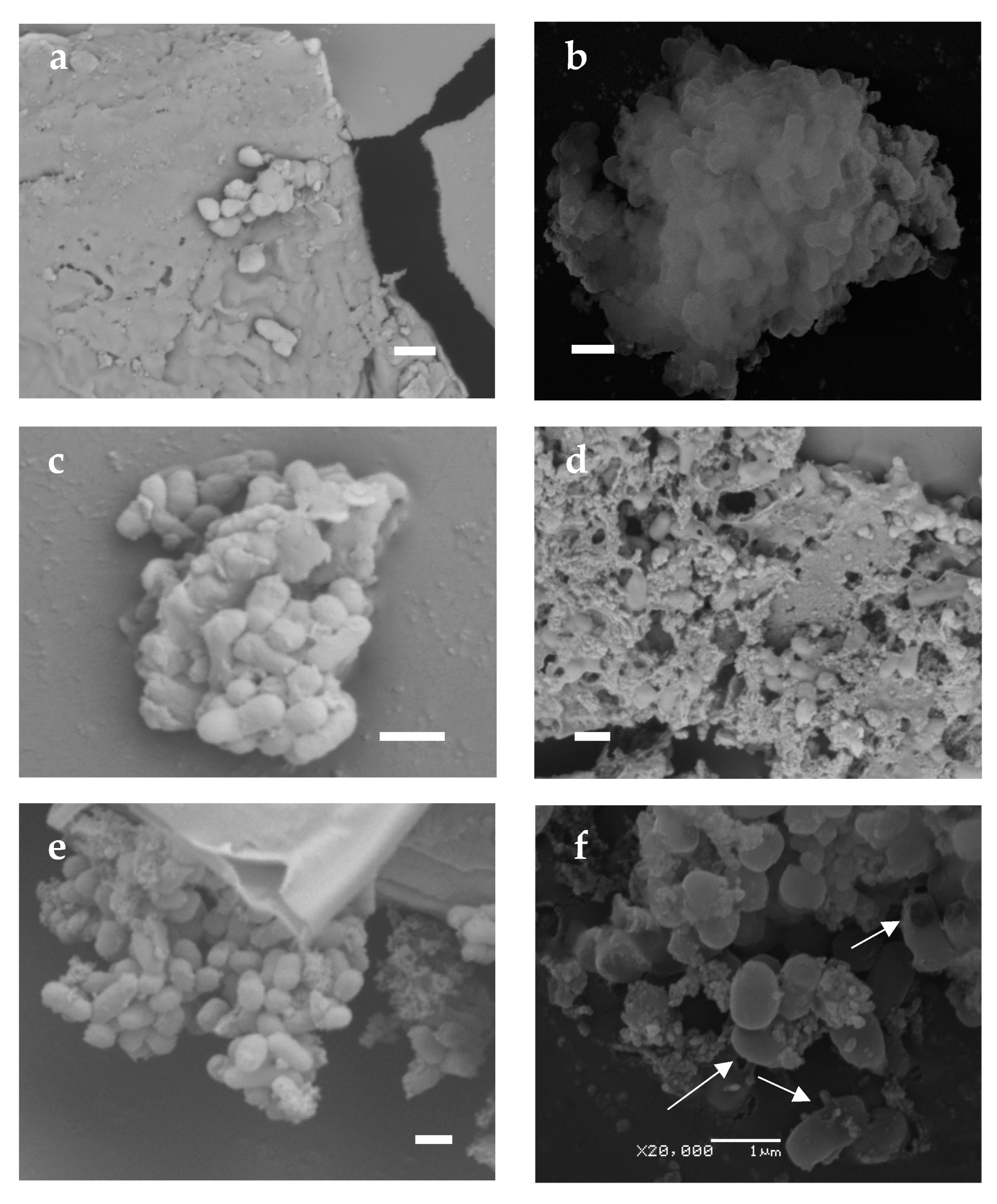 Biology 12 00853 g003a