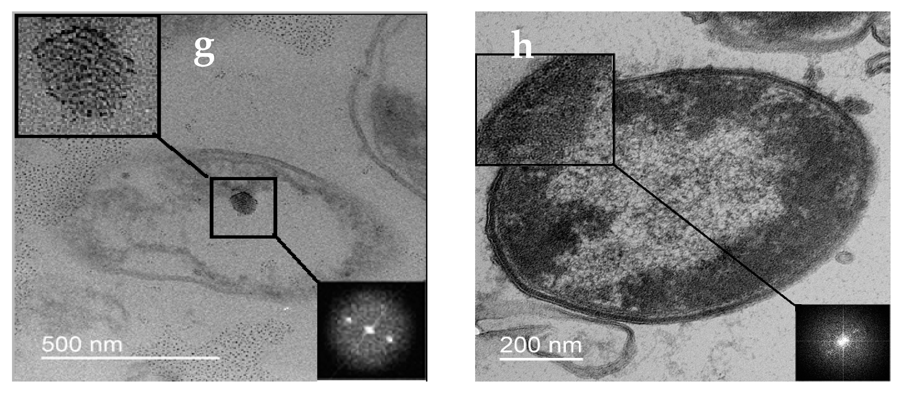 Biology 12 00853 g004b