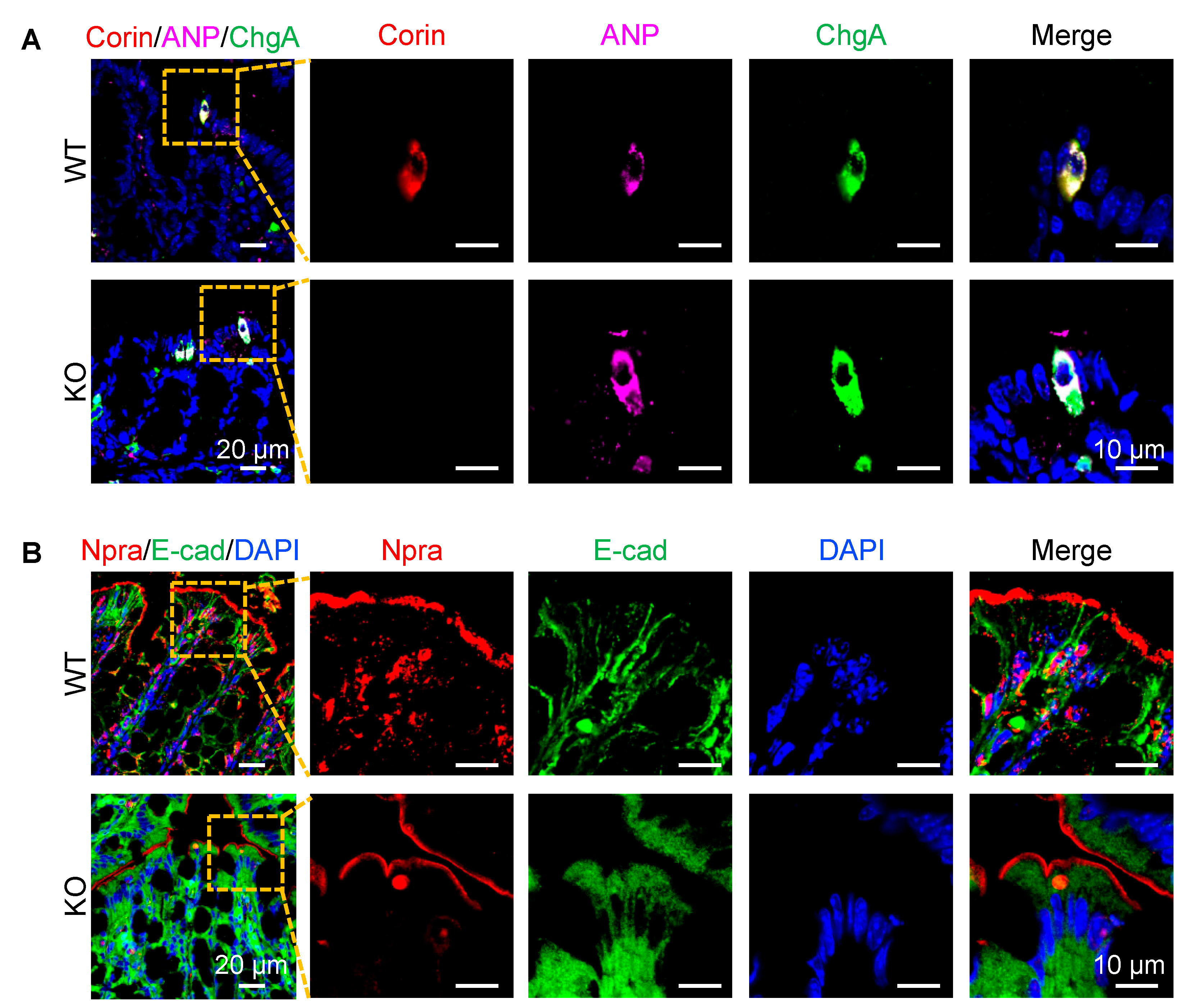 Biology 12 00945 g004