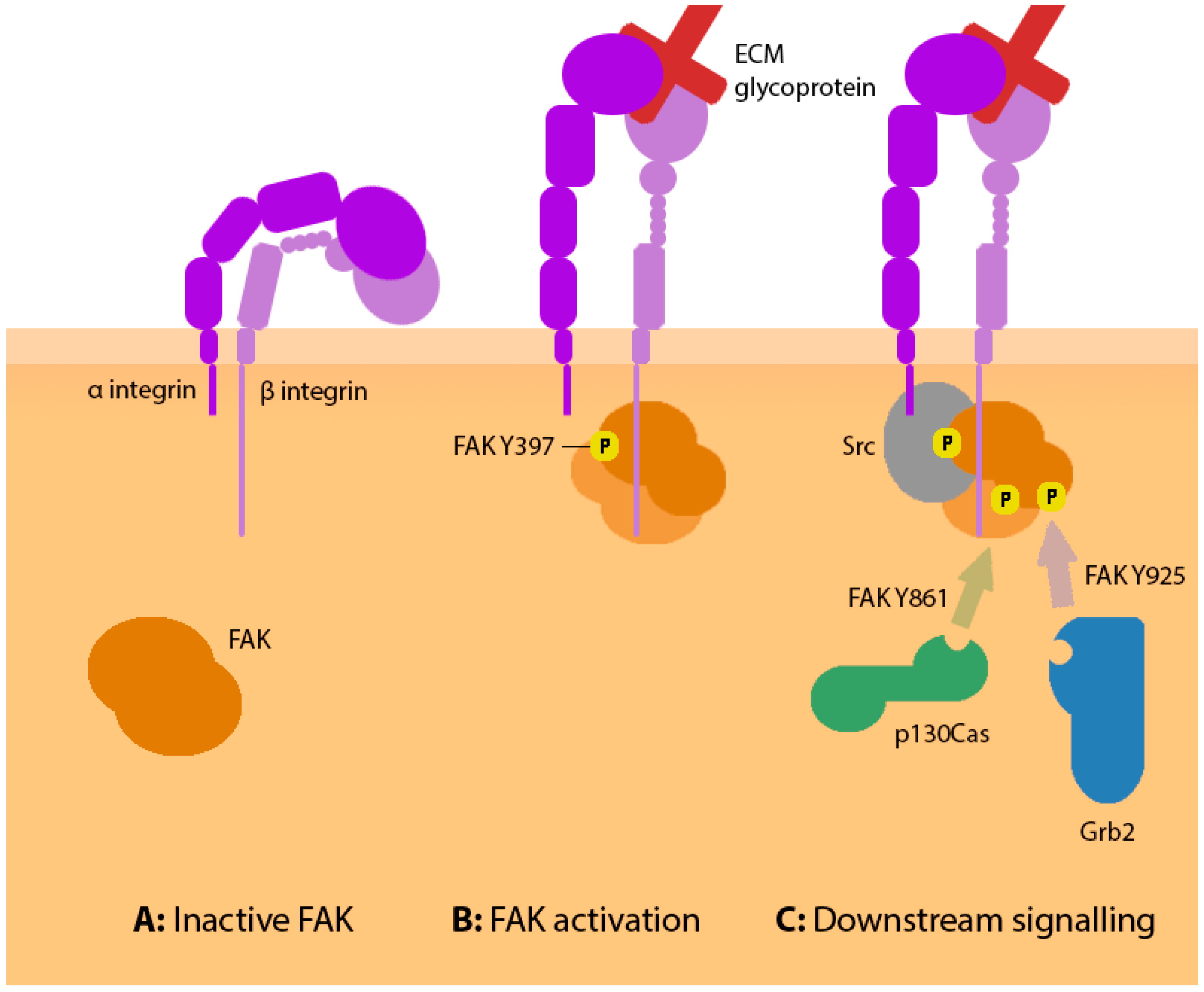 Biology | Free Full-Text | Clutching At Guidance Cues: The Integrin–FAK ...