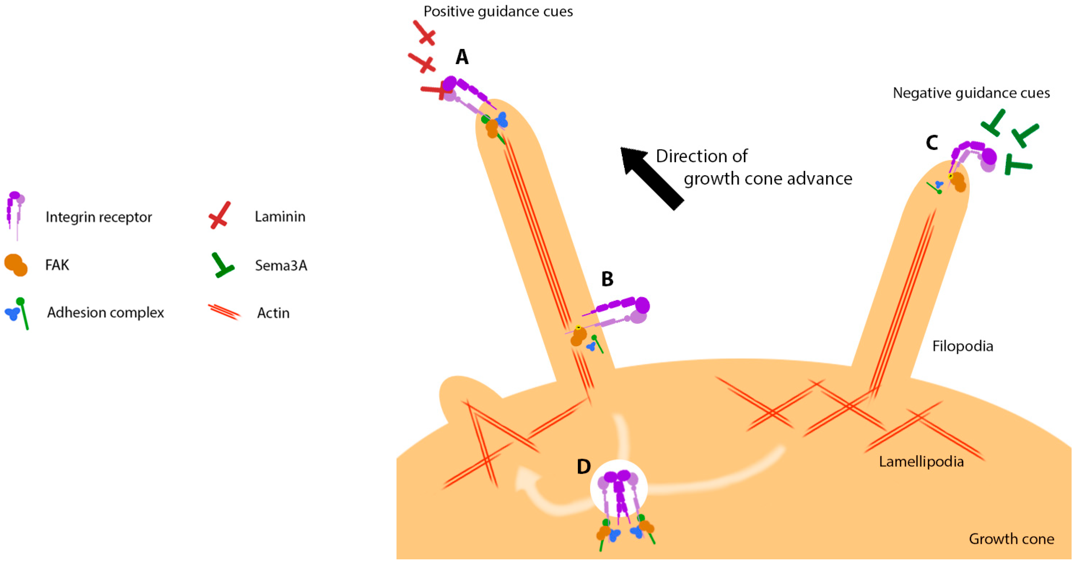 Biology 12 00954 g005