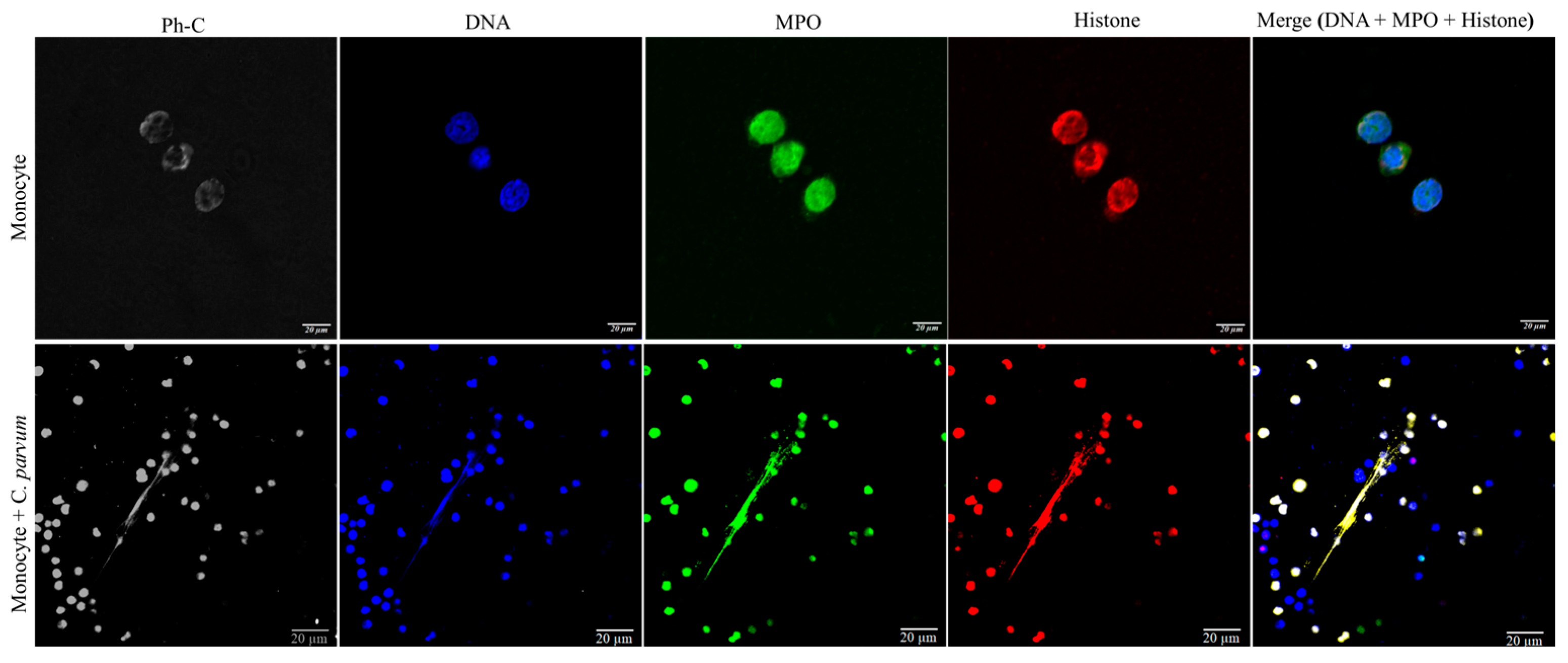 Biology 12 00961 g003
