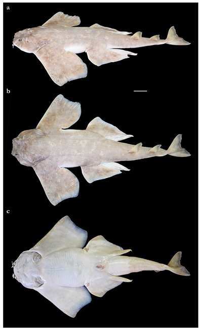 Biology | Free Full-Text | Revision of the Western Indian Ocean Angel ...