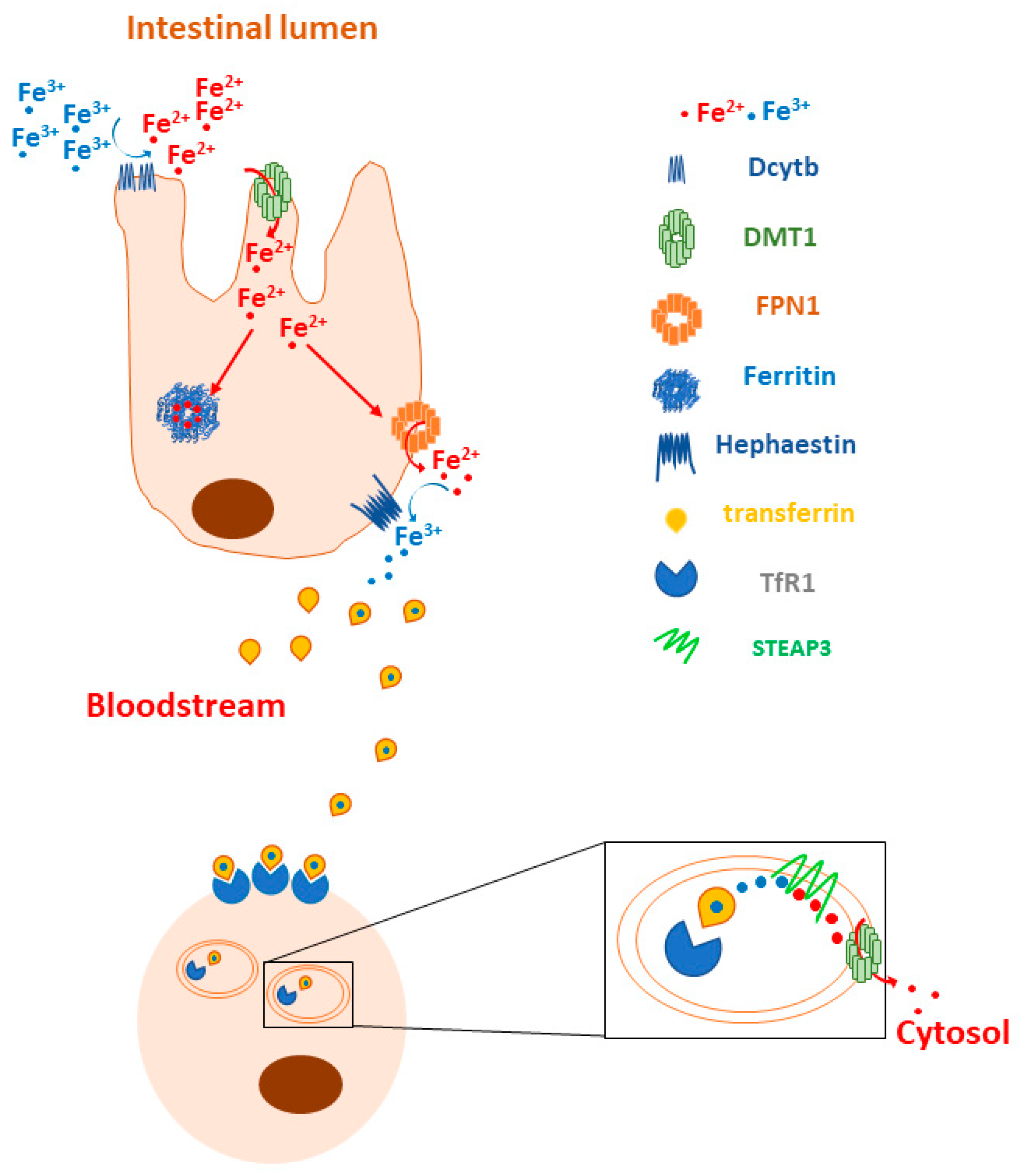 Biology 12 00989 g001