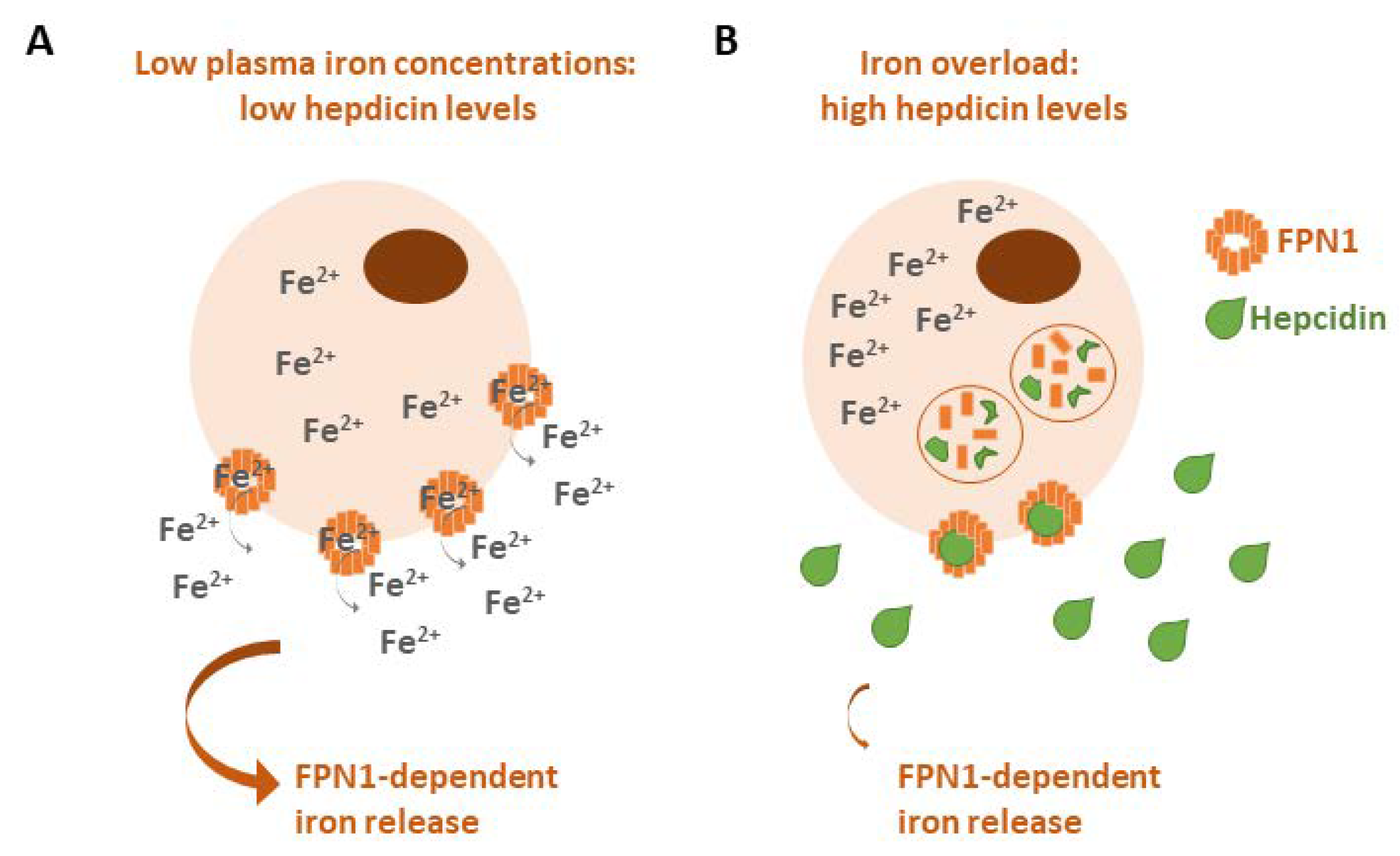 Biology 12 00989 g003