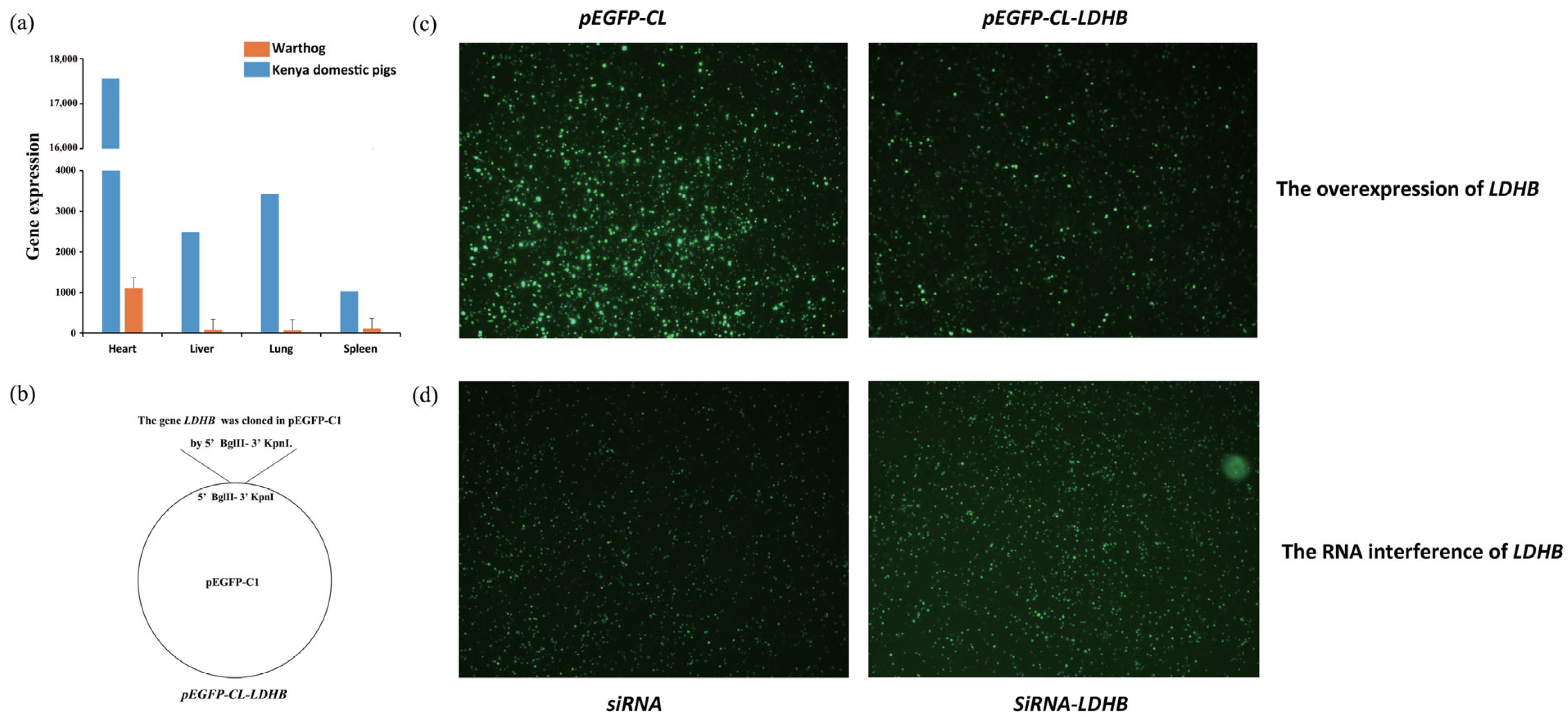 Biology 12 01001 g003