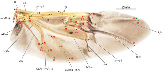 The Hind Wing of Coleoptera (Insecta): Morphology, Nomenclature and  Phylogenetic Significance: Part 2. Further Discussion, Histeroidea,  Bostrichoidea to Curculionoidea