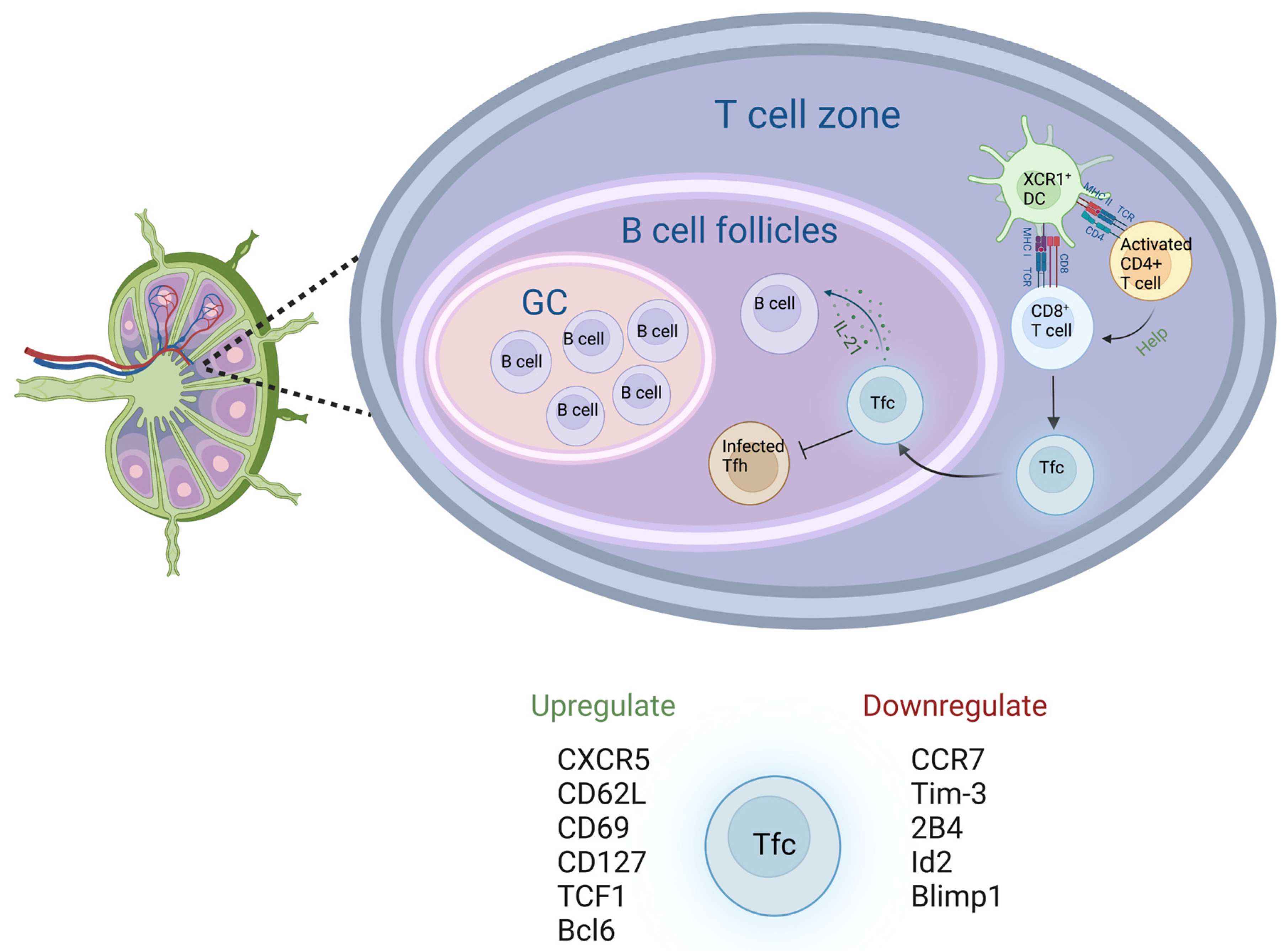 Biology 12 01035 g002