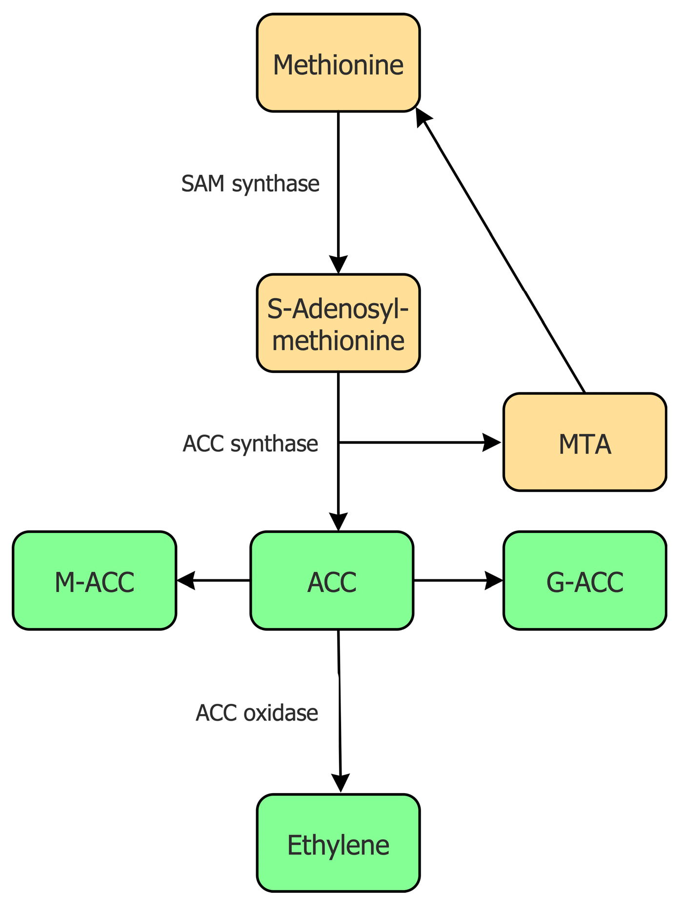 Biology Free Full Text Ethylene ACC and the Plant Growth