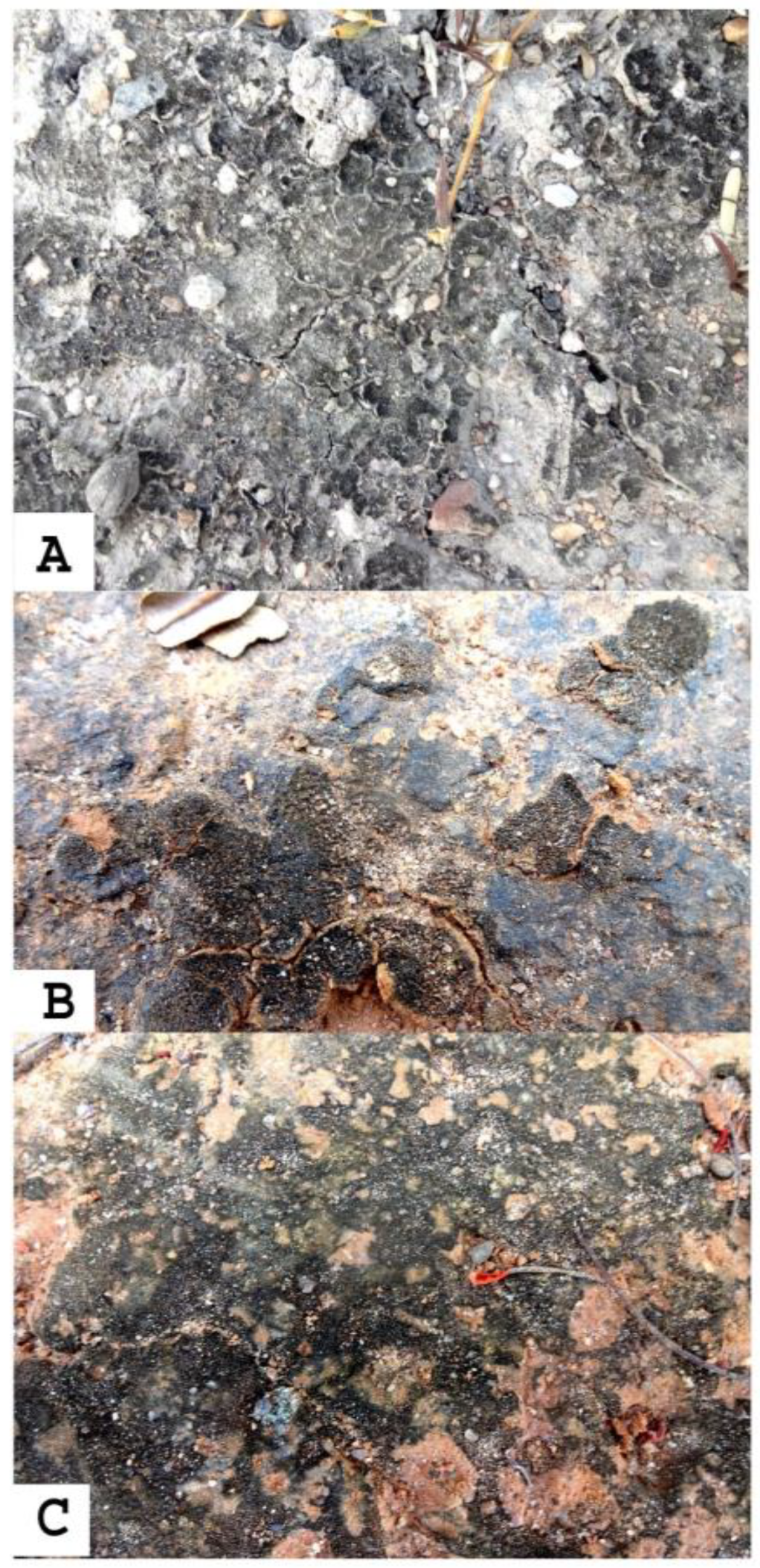 Biology 12 01065 g002 Biology 12 01065 g002