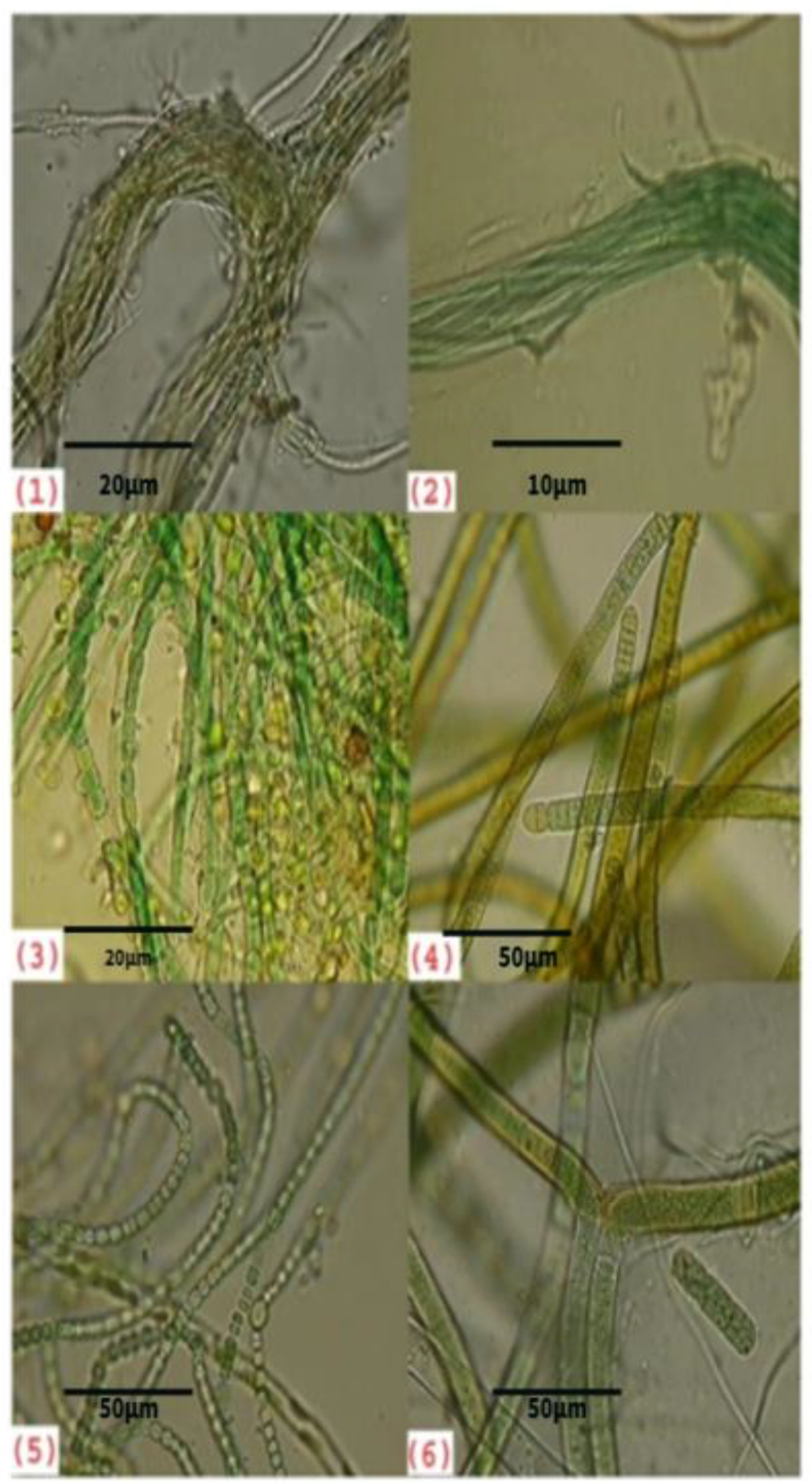 Biology 12 01065 g003 Biology 12 01065 g003