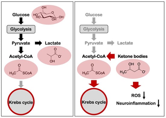 glucose to pyruvate