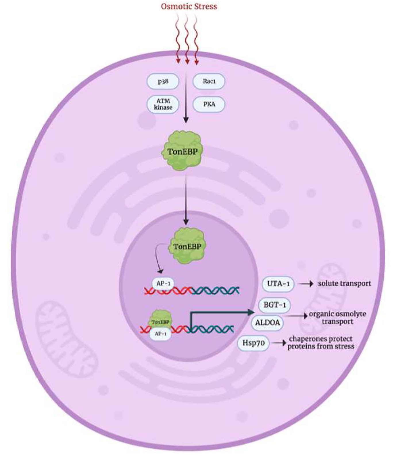 Biology 12 01119 g005