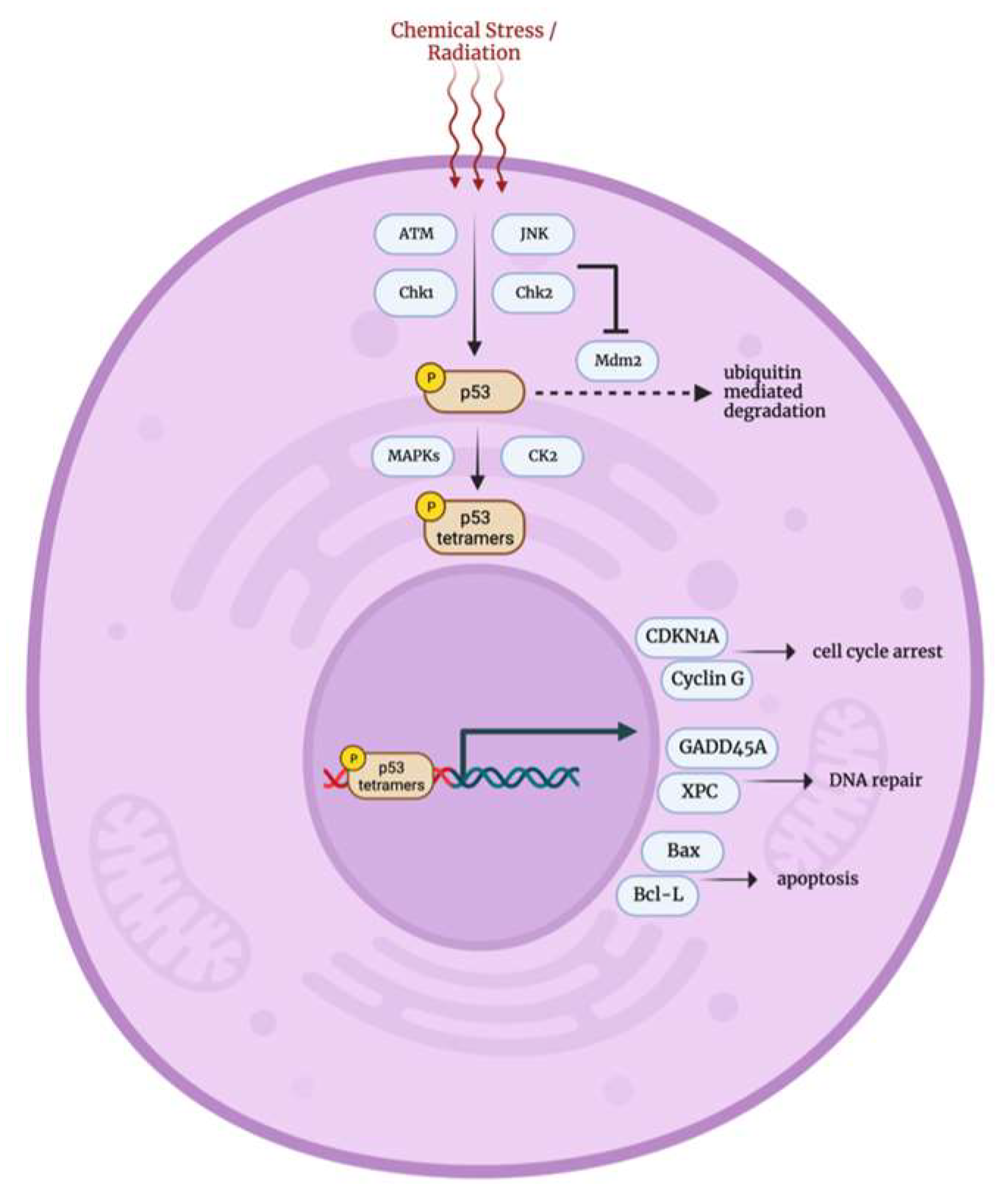 Biology 12 01119 g006