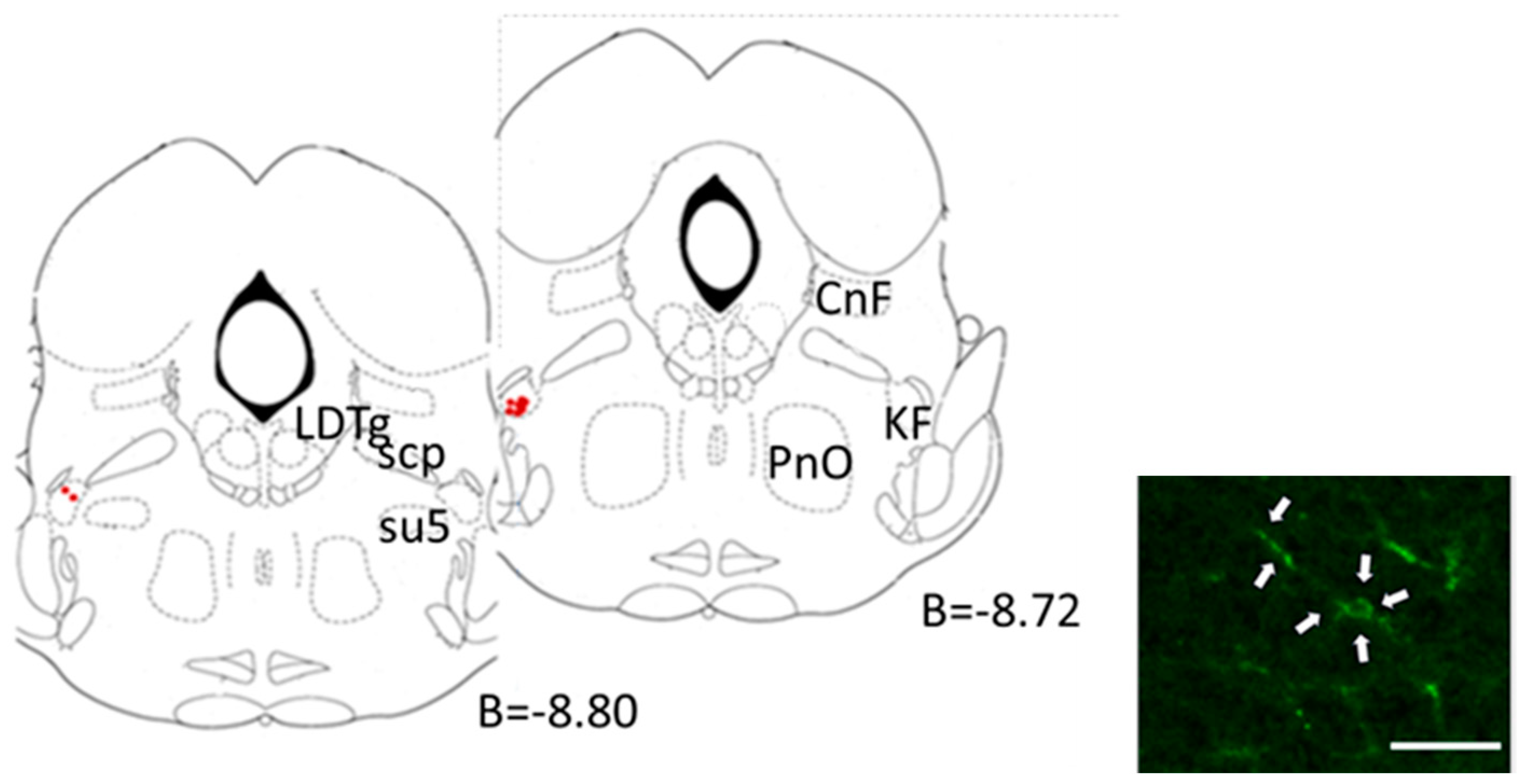Biology 12 01153 g008 Biology 12 01153 g008