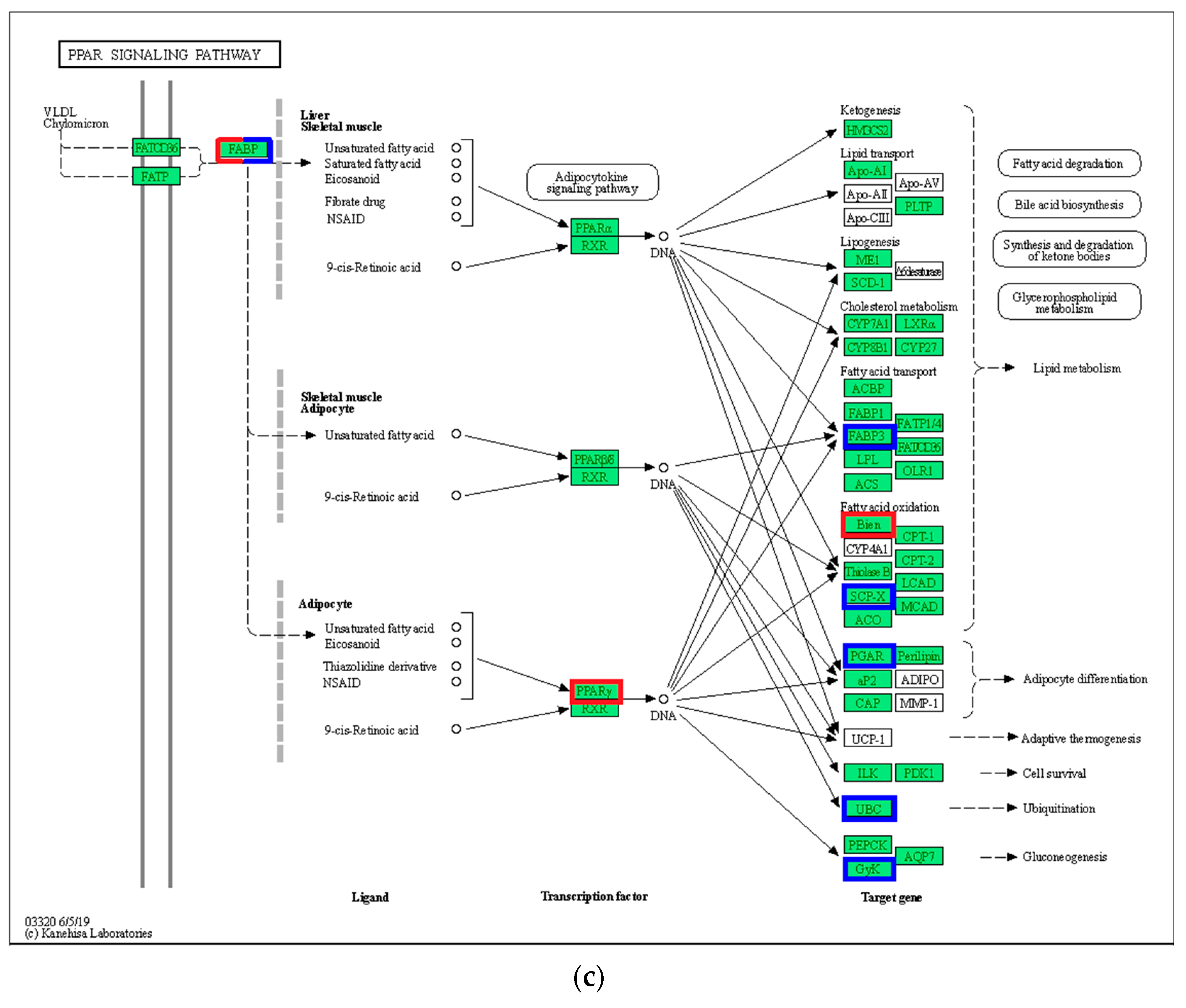 Biology 12 01161 g006b