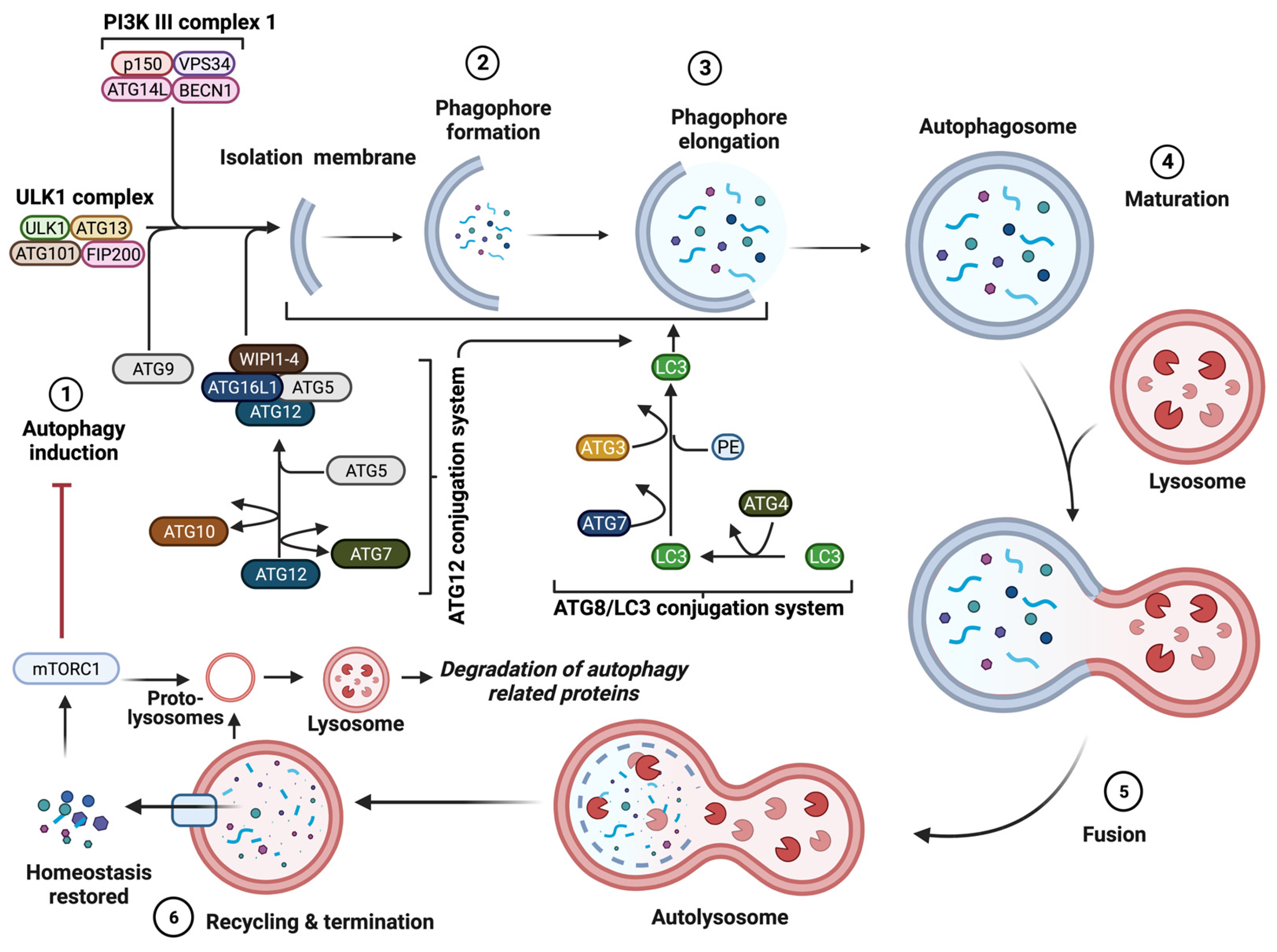 Biology 12 01205 g002