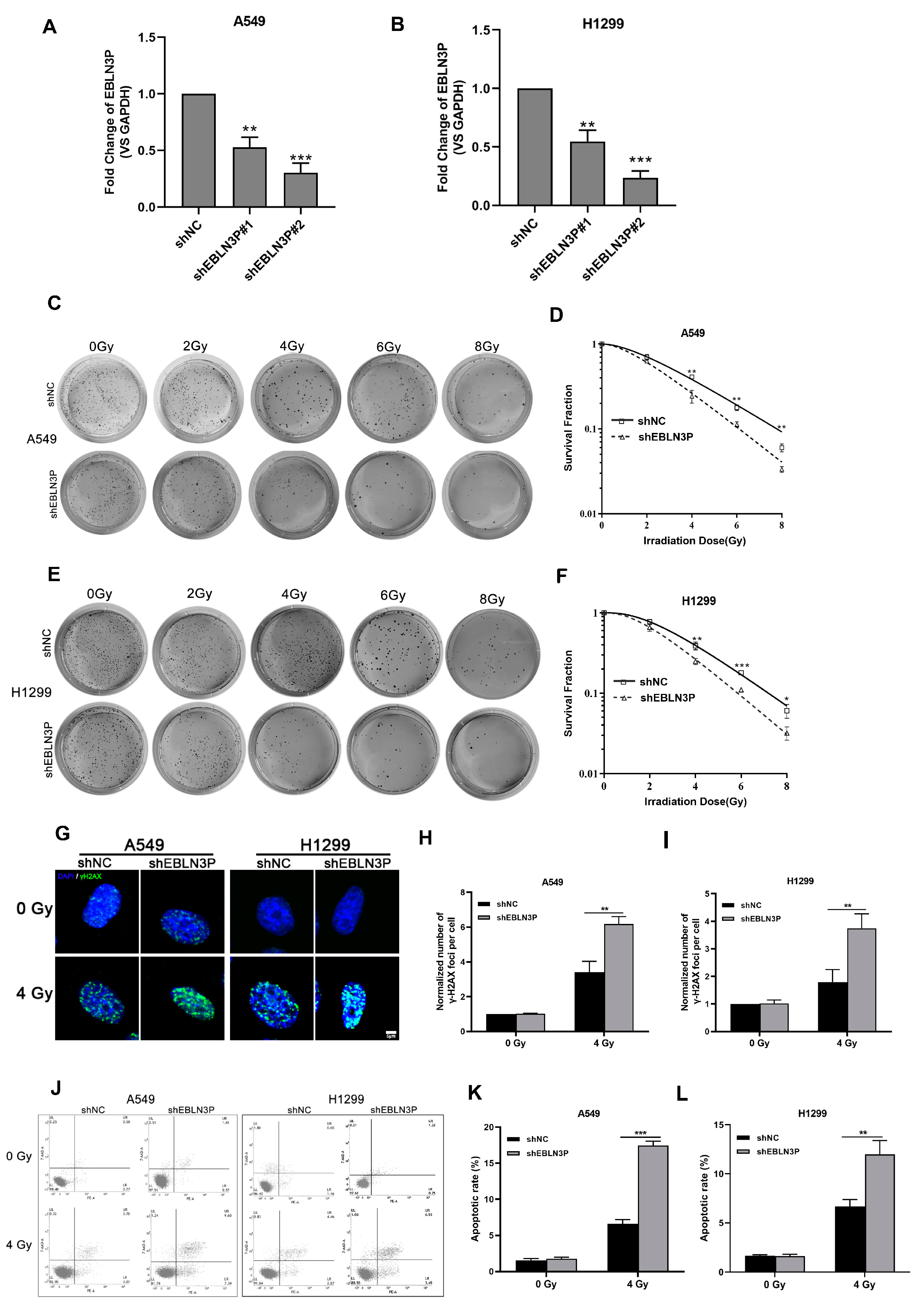 Biology | Free Full-Text | Inhibition of LNC EBLN3P Enhances 