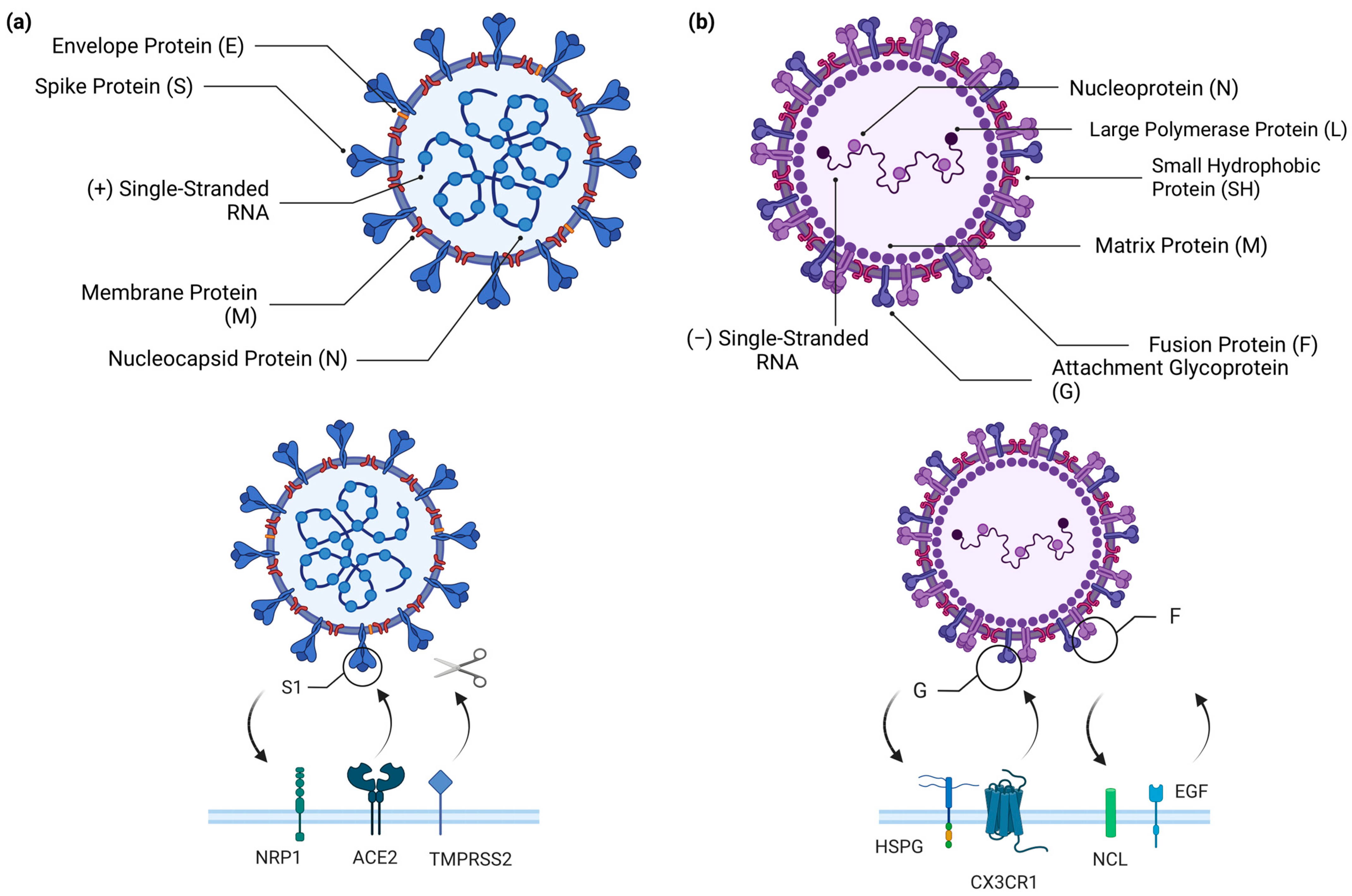Biology 12 01223 g001 Biology 12 01223 g001