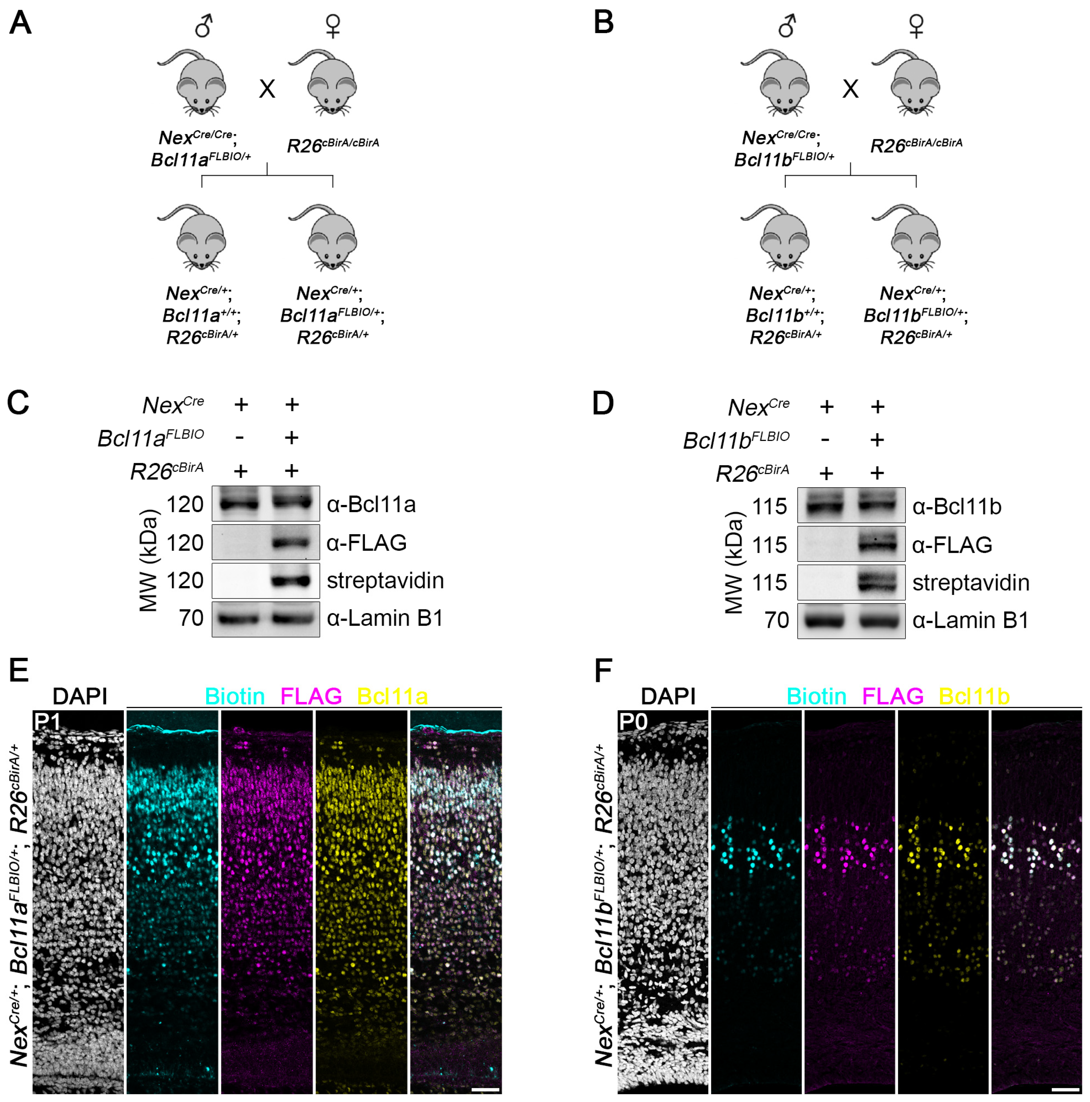 Biology 12 01236 g005