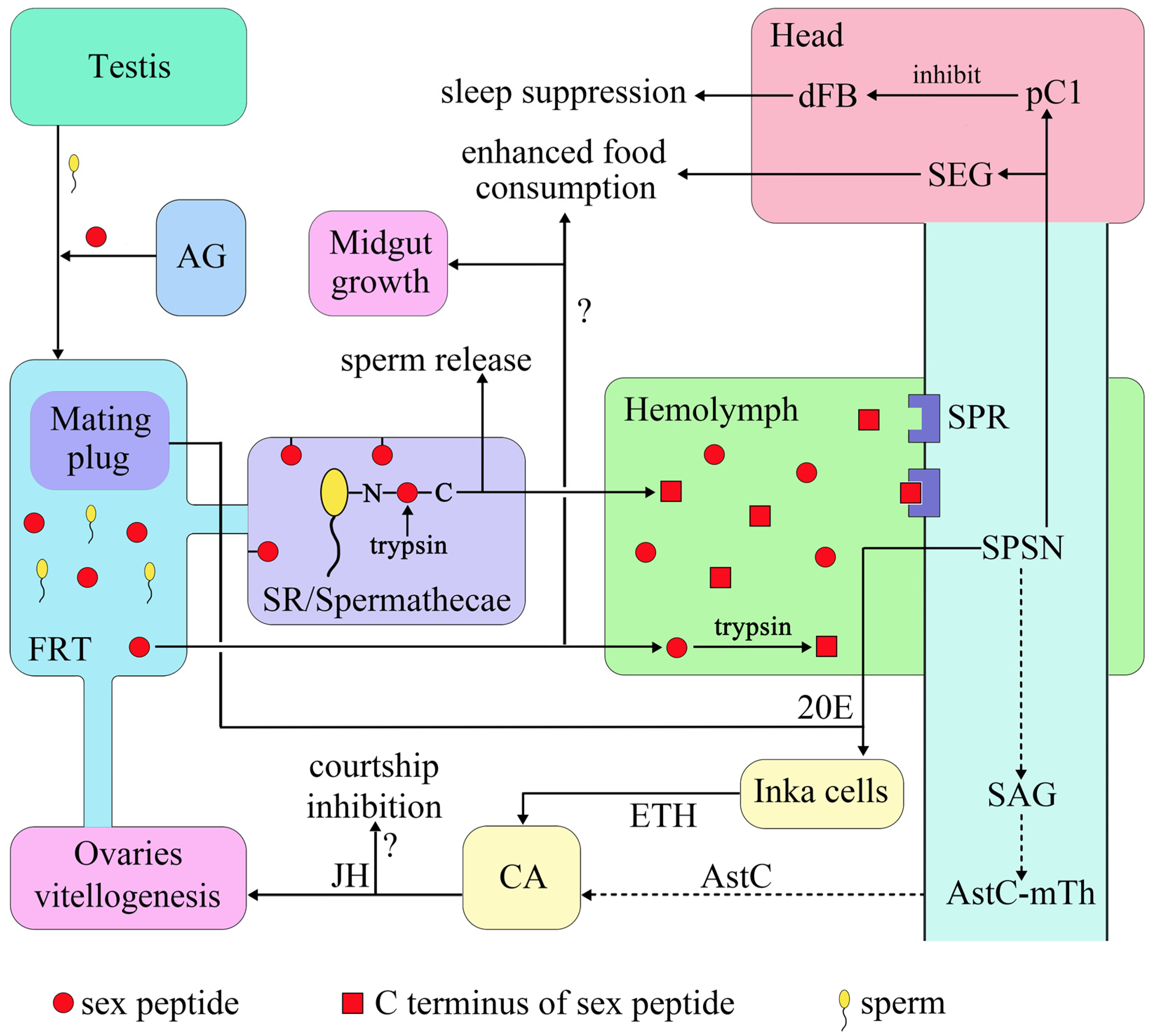 Biology 12 01283 g001 Biology 12 01283 g001