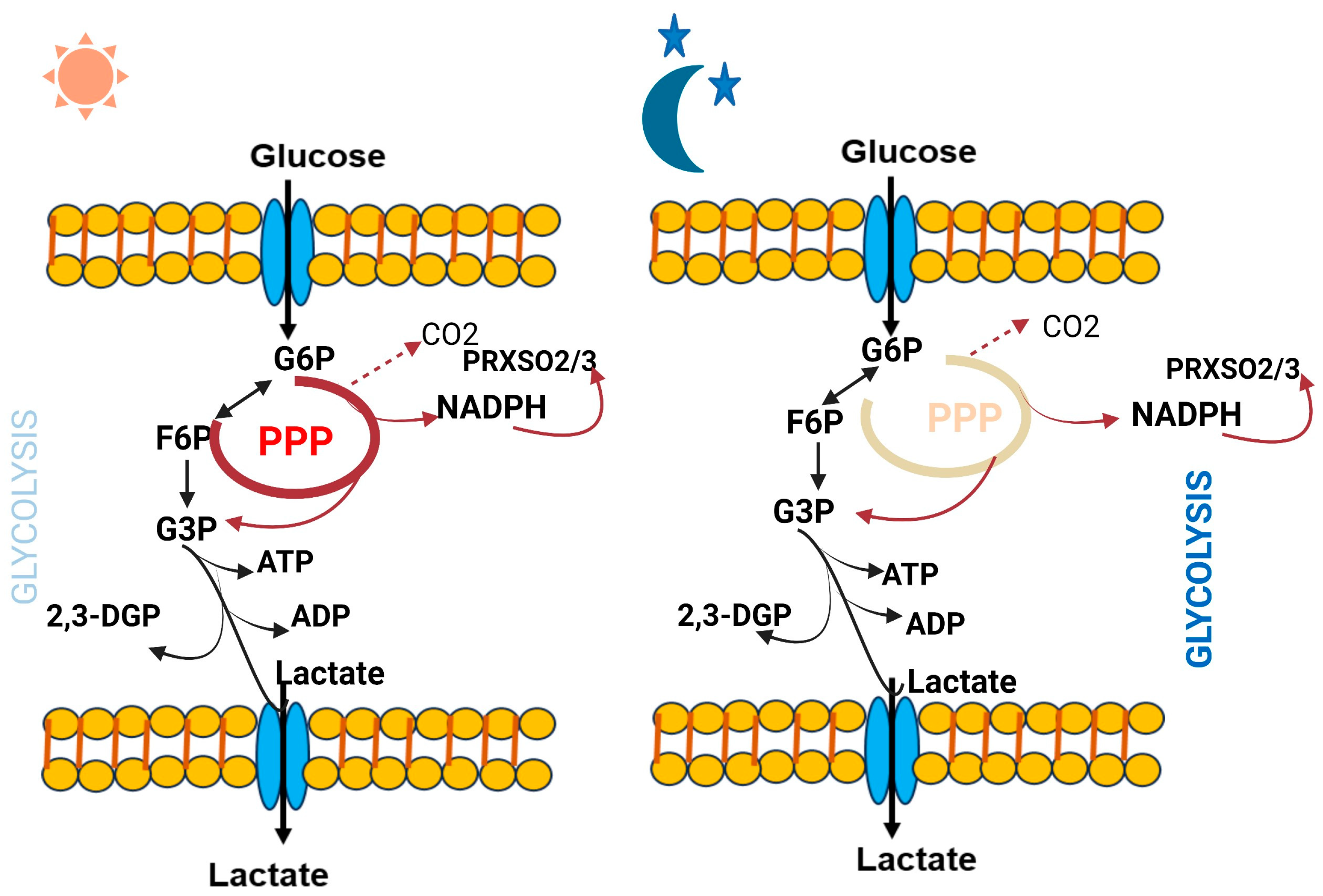 Biology 12 01294 g003 Biology 12 01294 g003