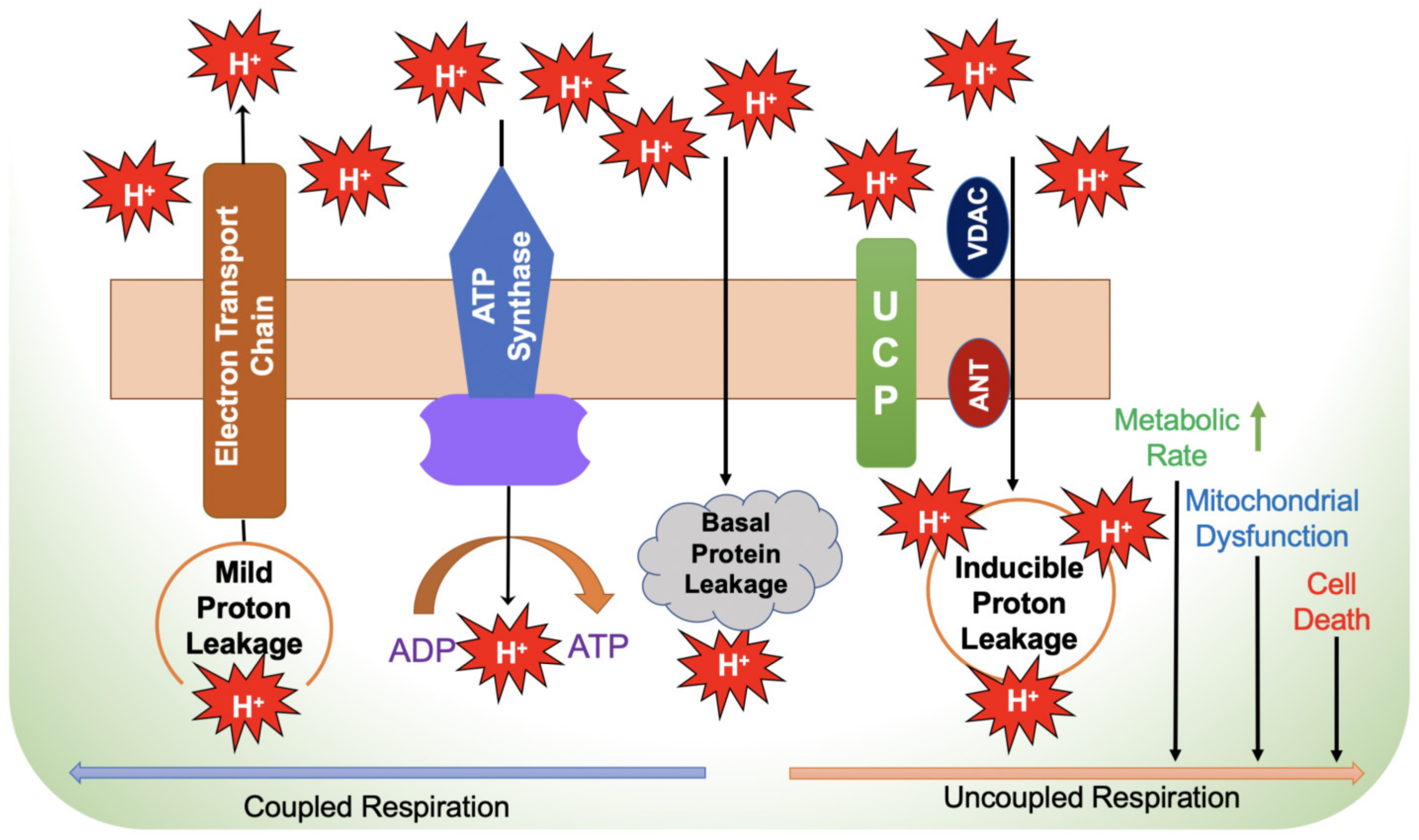 Biology 12 01311 g002 Biology 12 01311 g002