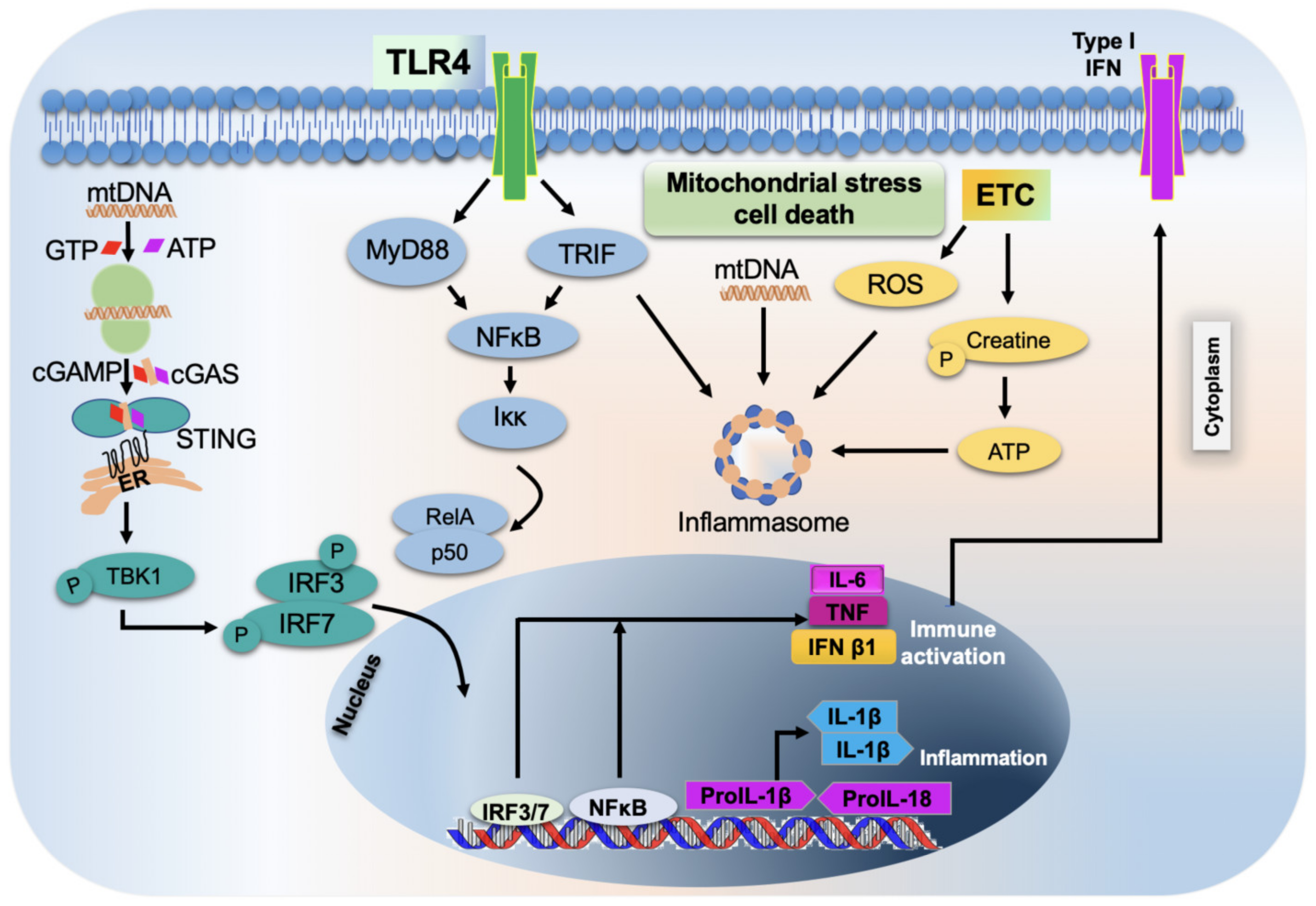 Biology 12 01311 g003 Biology 12 01311 g003