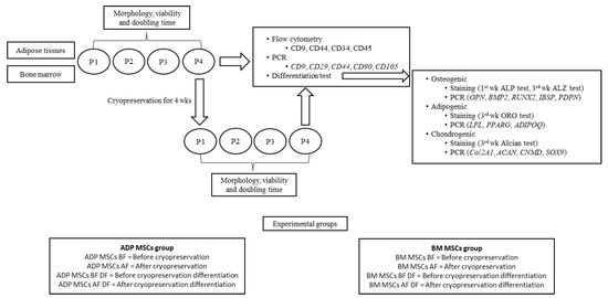 Biology | Free Full-Text | Characterization of Rabbit Mesenchymal