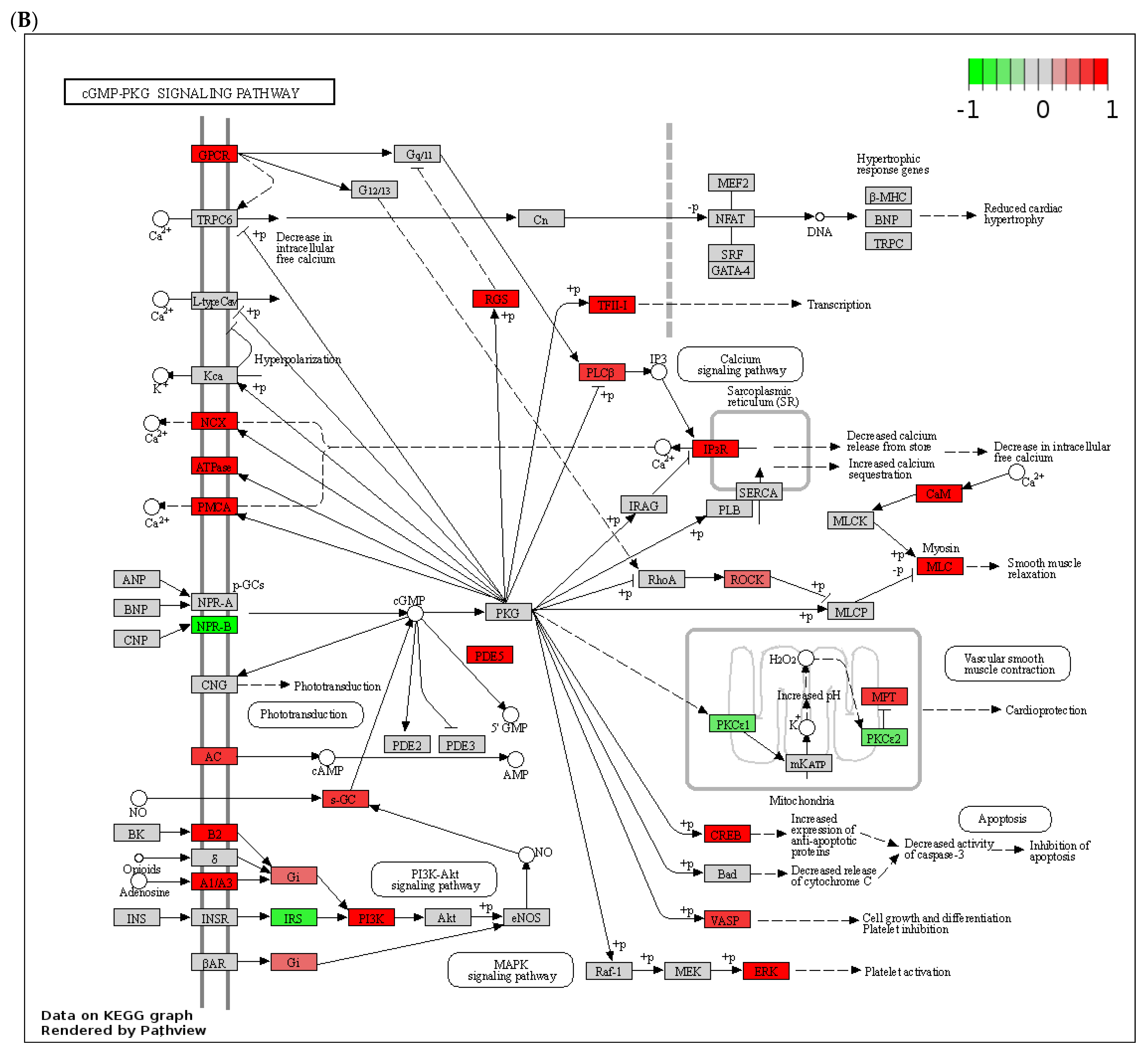 Biology 12 01321 g004b Biology 12 01321 g004b