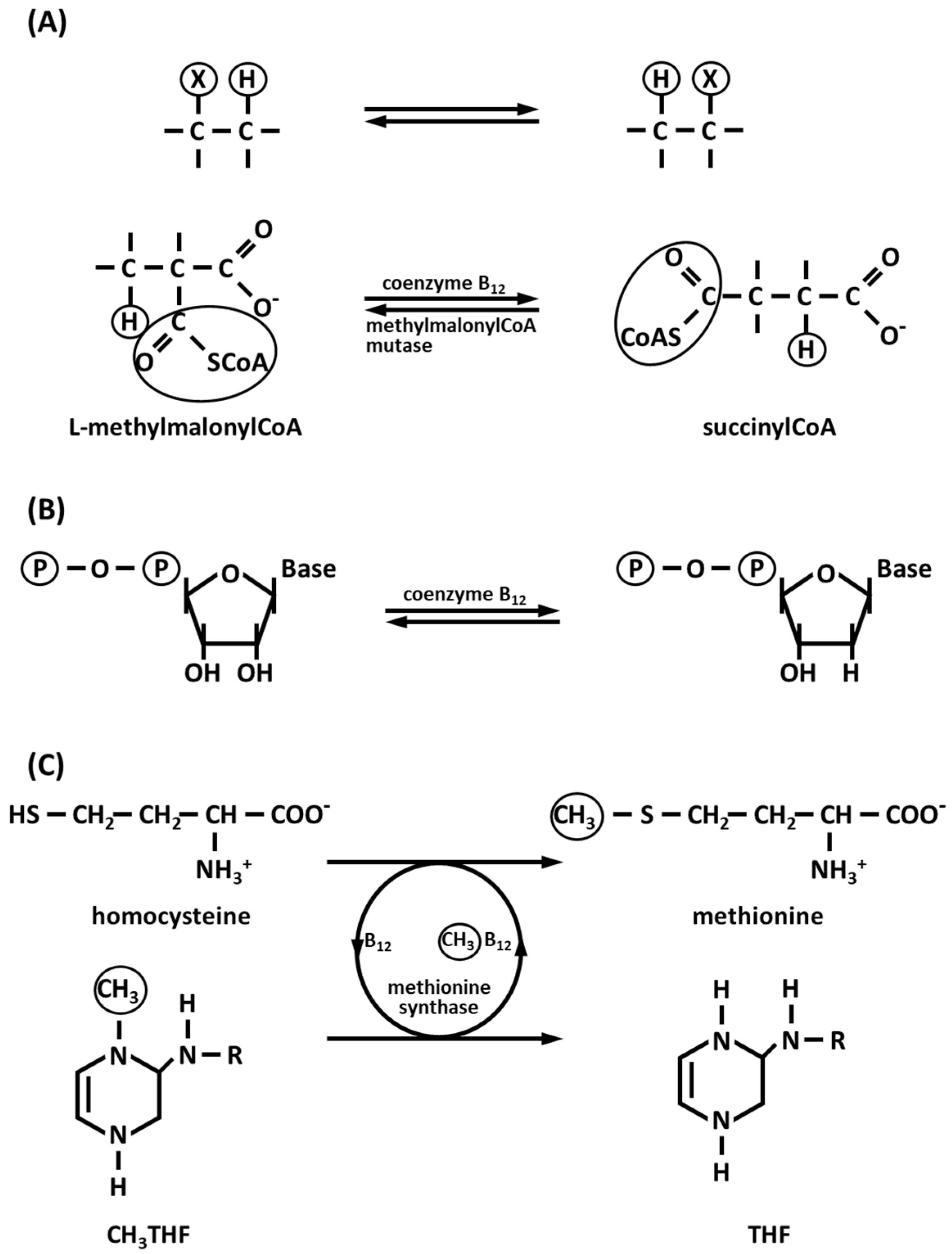Biology 12 01335 g001