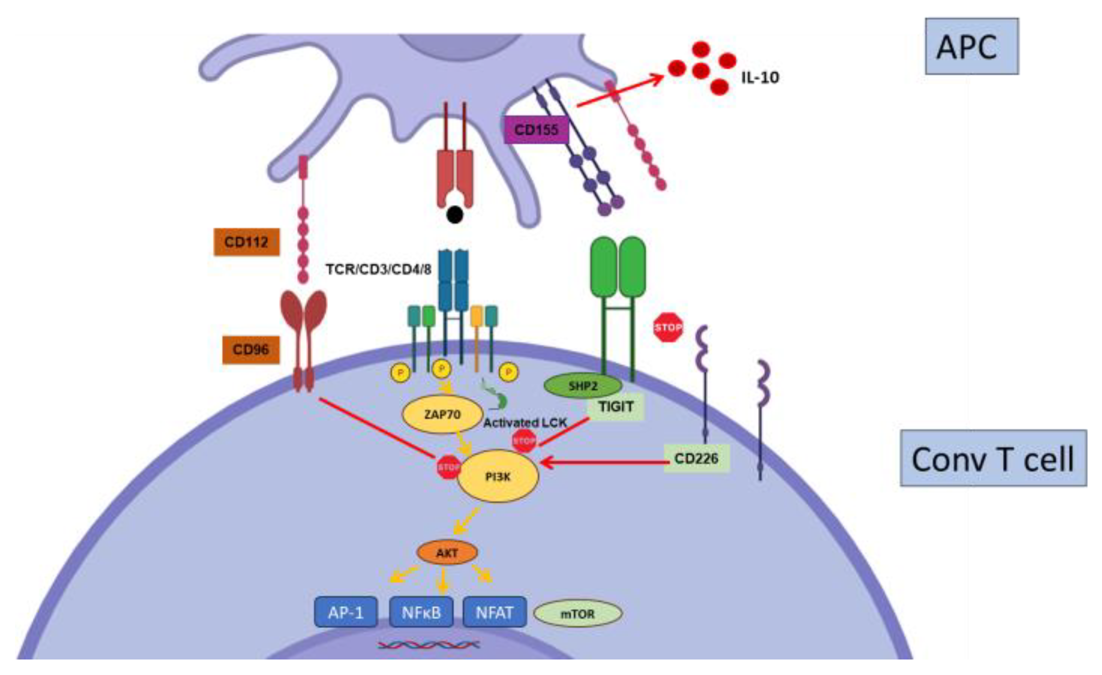 Biology | Free Full-Text | Immune Checkpoints in Solid Organ