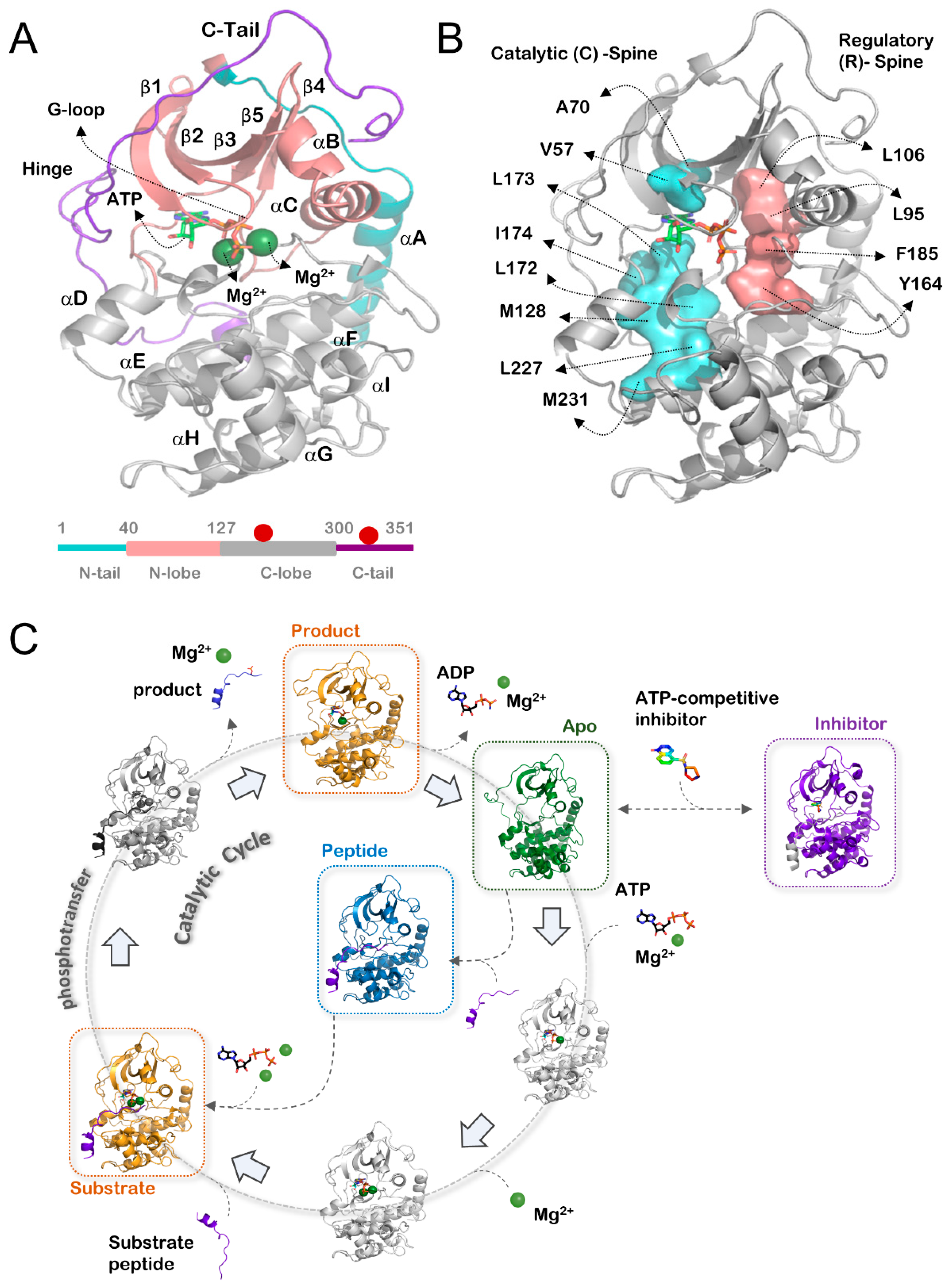 Biology 12 01370 g001 Biology 12 01370 g001