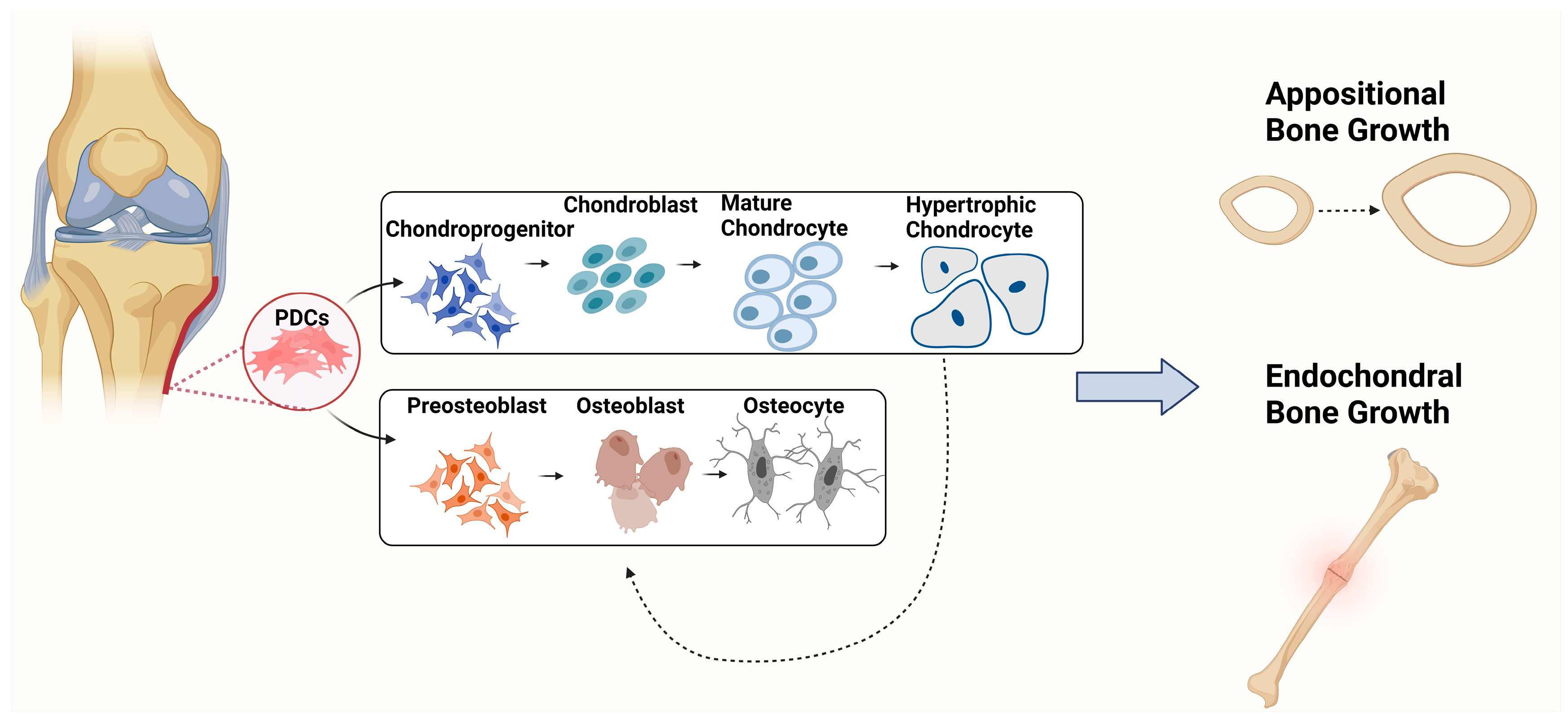 Biology 12 01381 g001
