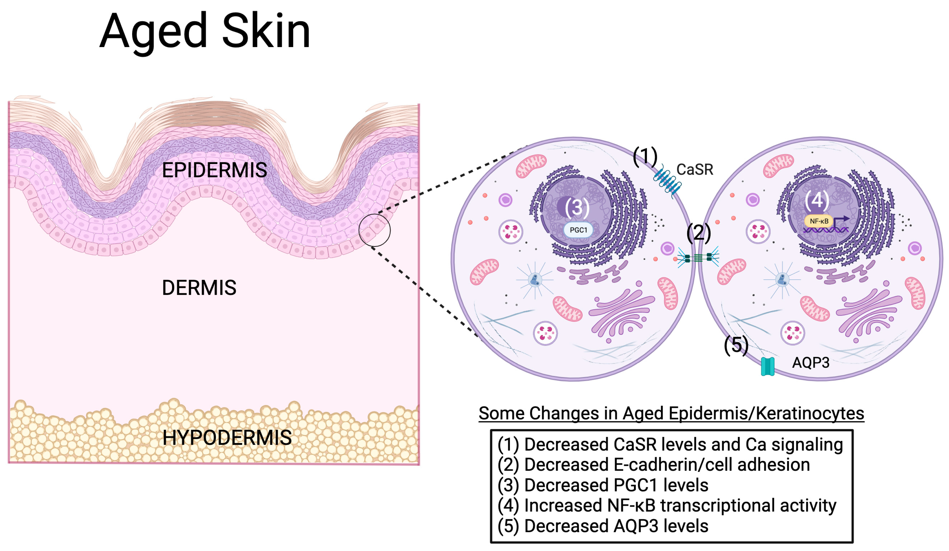 Biology 12 01396 g006 Biology 12 01396 g006