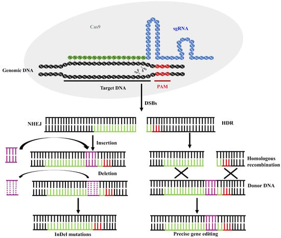 Biology | Free Full-Text | Genetic Databases and Gene Editing Tools for ...