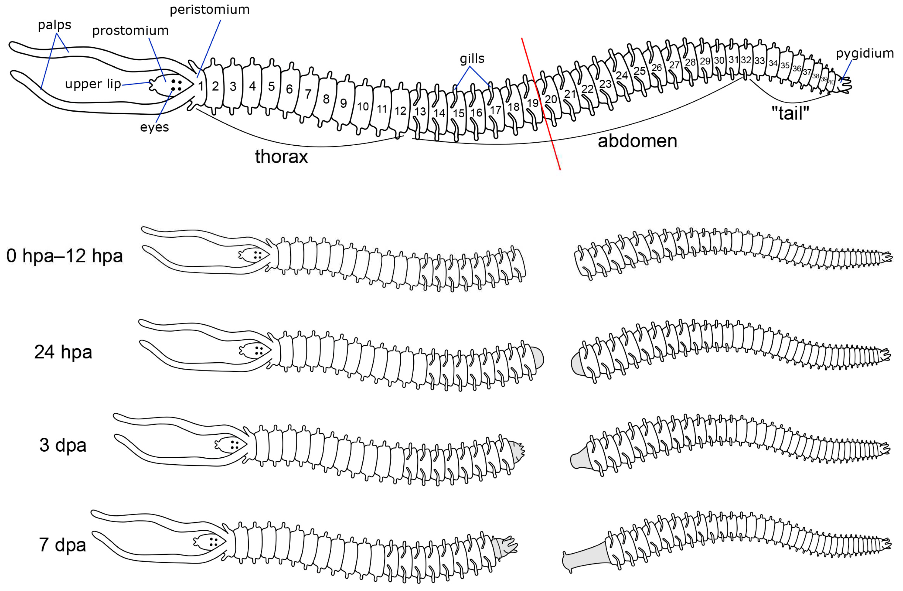 Biology 12 01412 g001