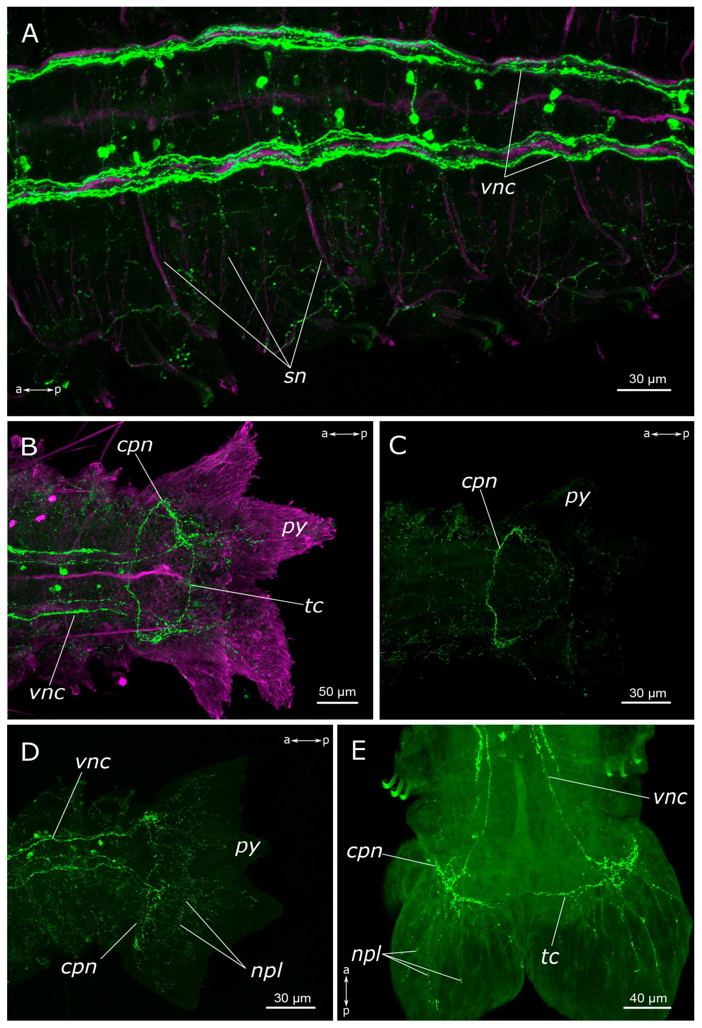 Biology 12 01412 g005