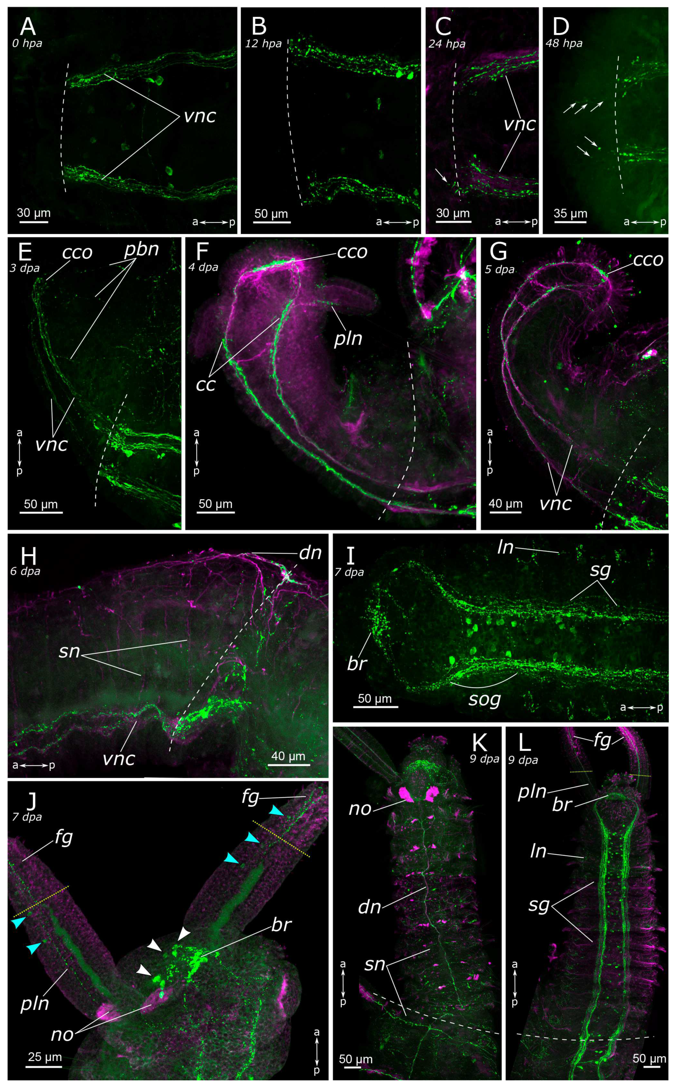 Biology 12 01412 g009