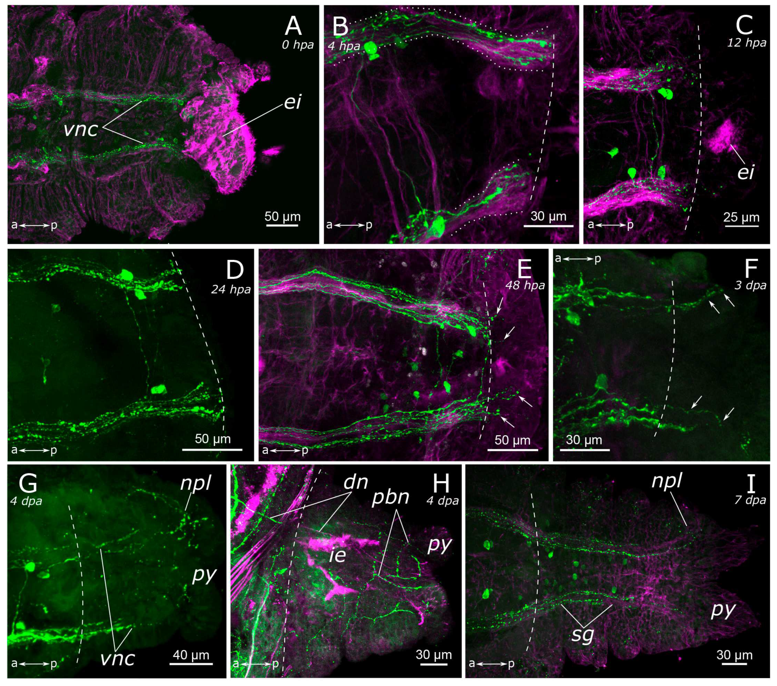 Biology 12 01412 g010