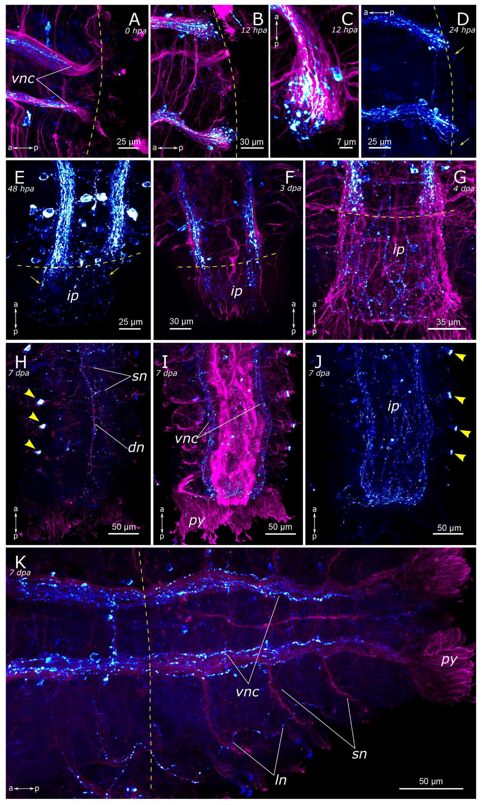 Biology 12 01412 g012