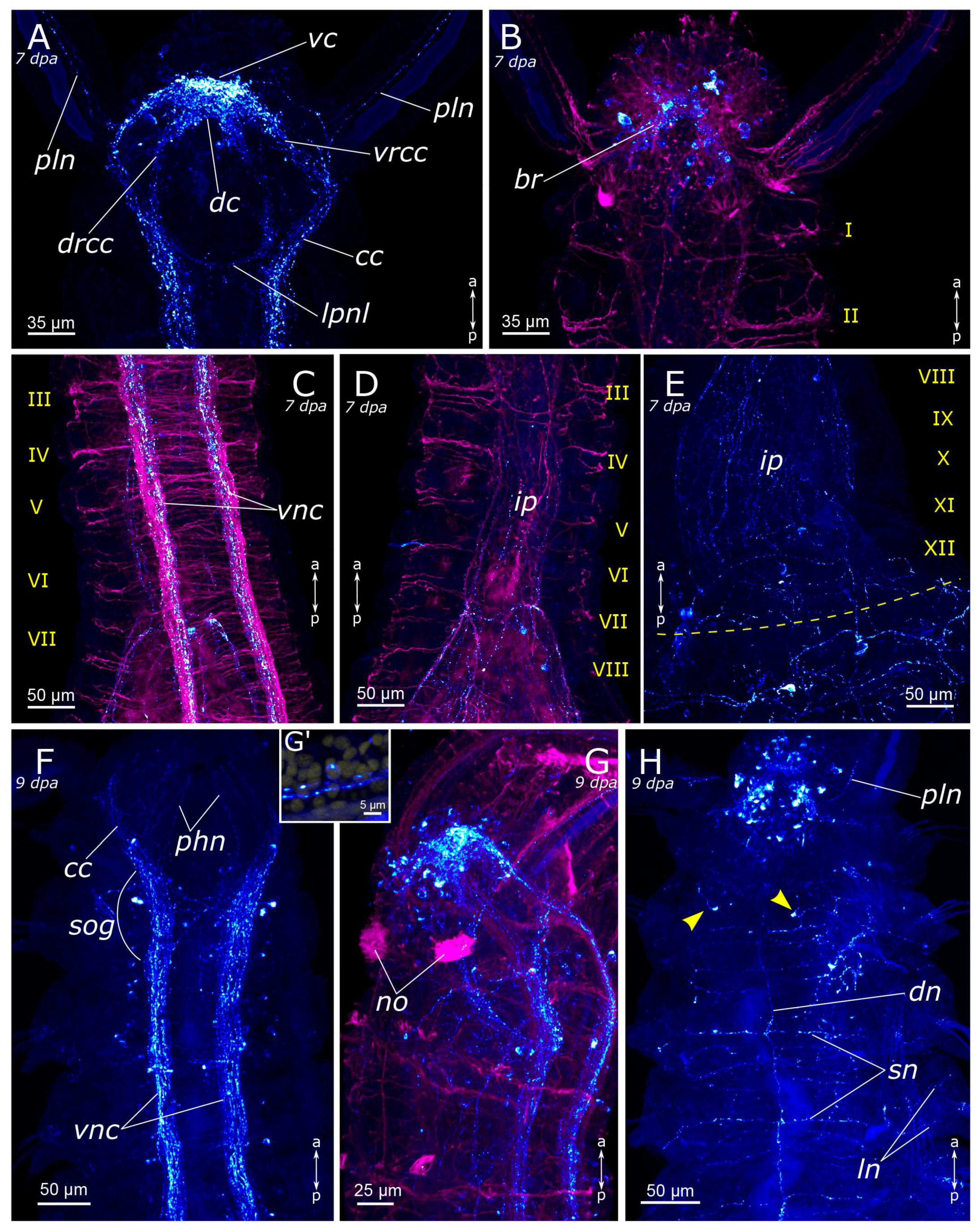 Biology 12 01412 g013