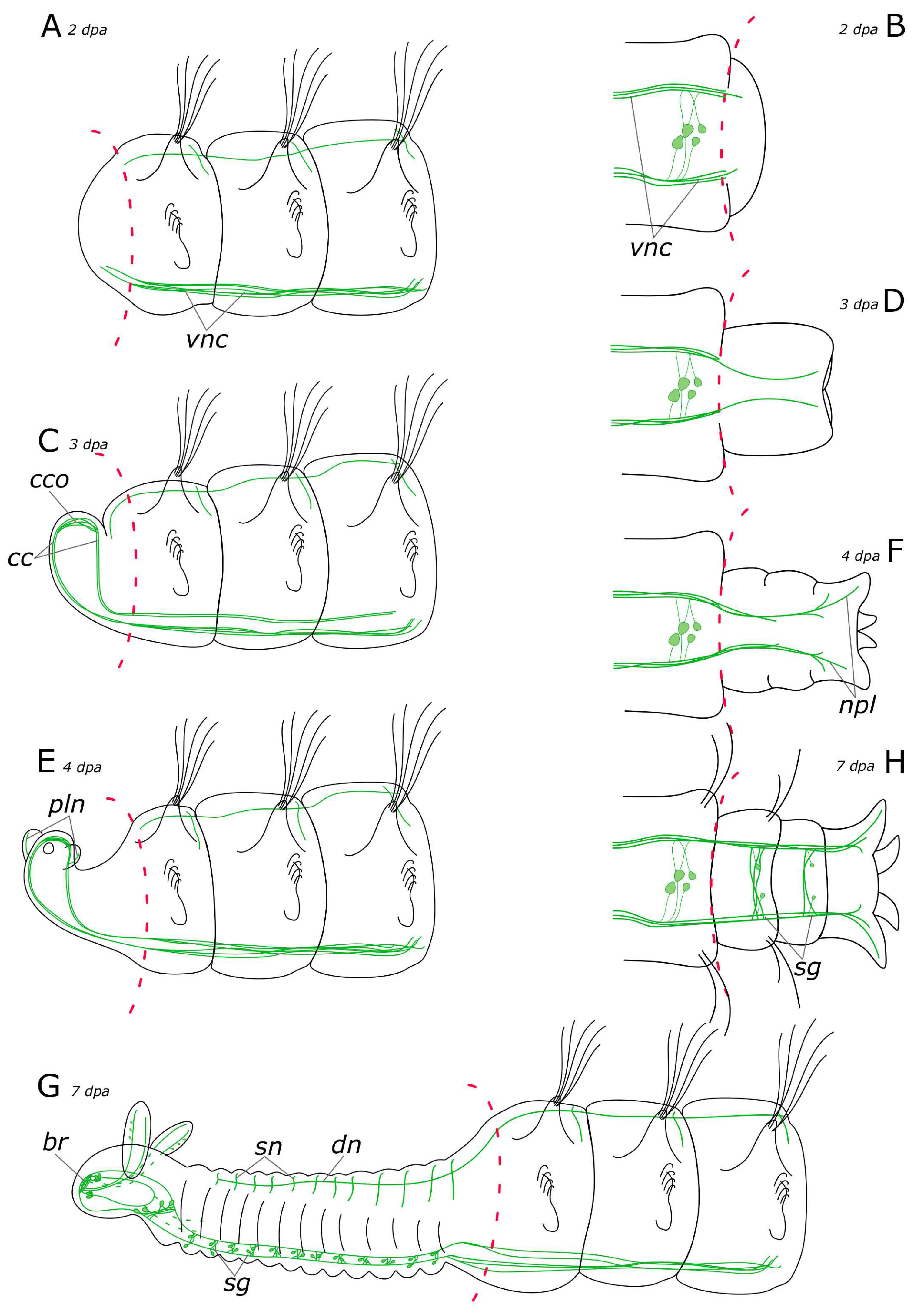 Biology 12 01412 g017